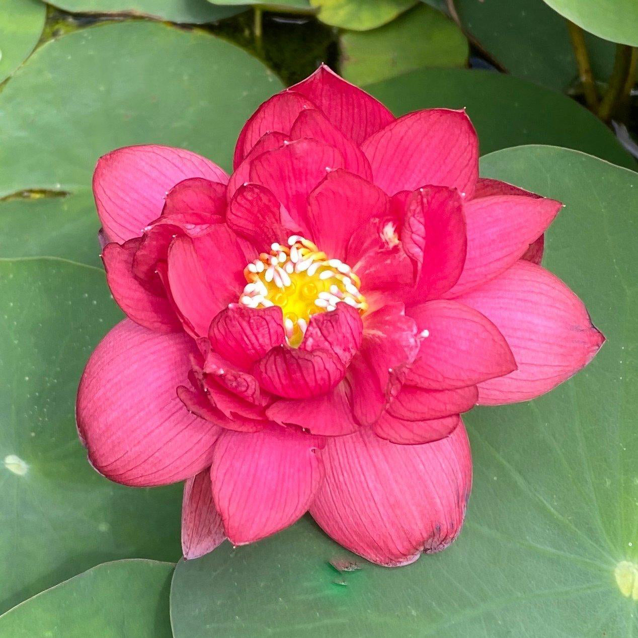 Scarlet Lady Lotus (Bare Root) - Globalnestes