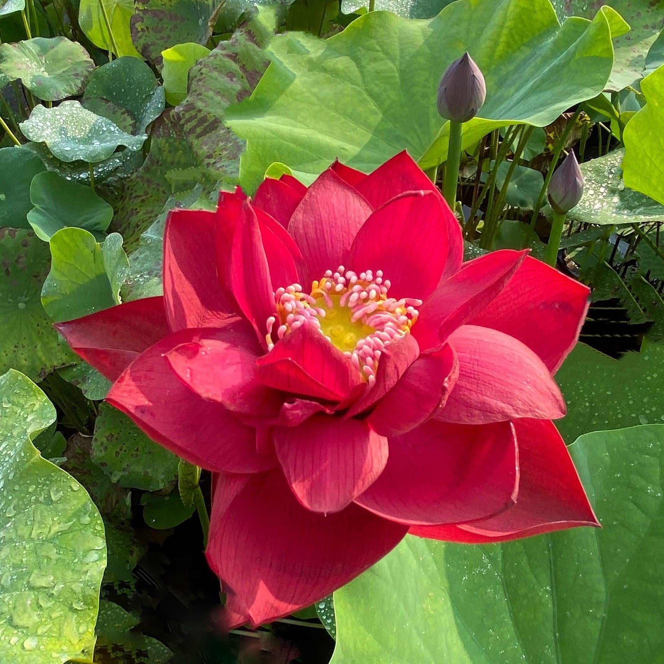 Scarlet Lady Lotus (Bare Root) - Globalnestes