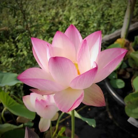 Sing Birdie Sing Lotus (Bare Root) - Globalnestes