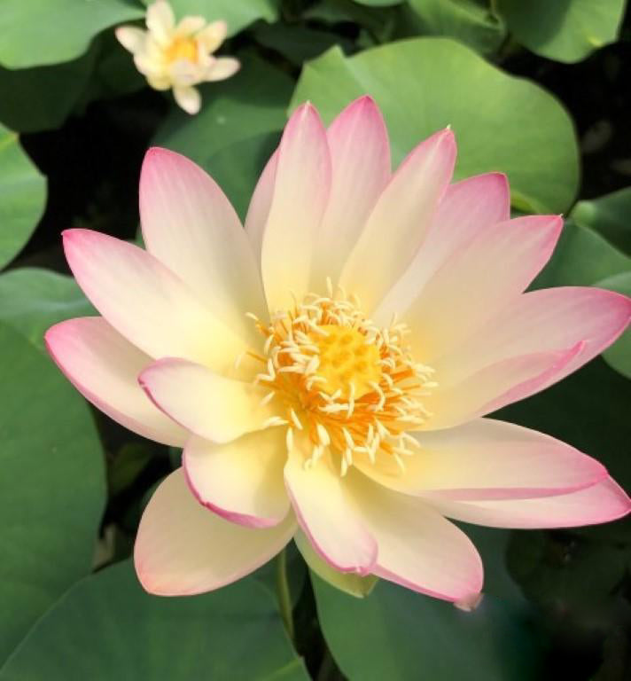 Sing Birdie Sing Lotus (Bare Root) - Globalnestes