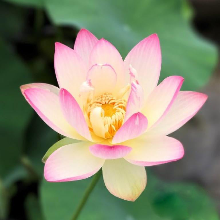 Sing Birdie Sing Lotus (Bare Root) - Globalnestes