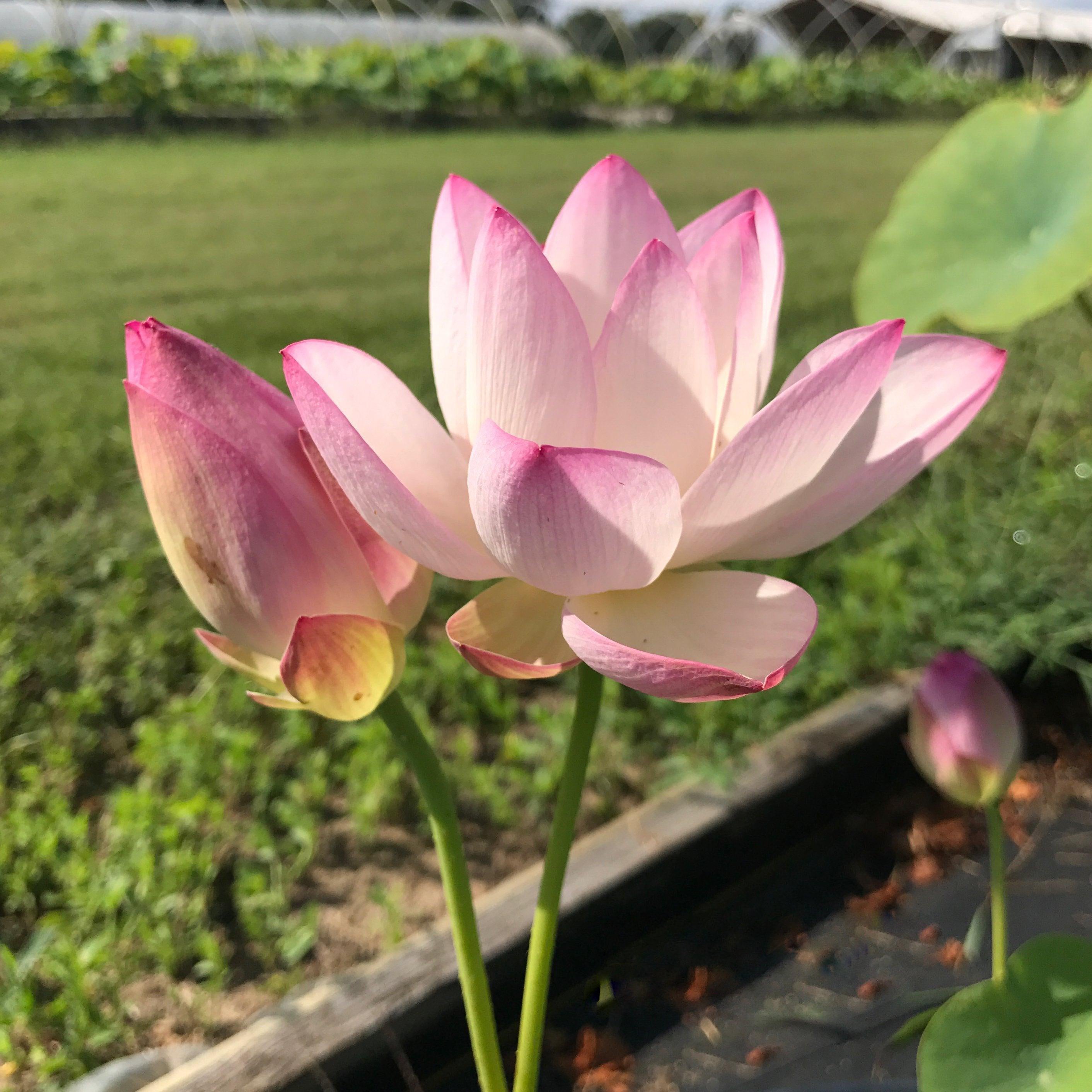 Sing Birdie Sing Lotus (Bare Root) - Globalnestes