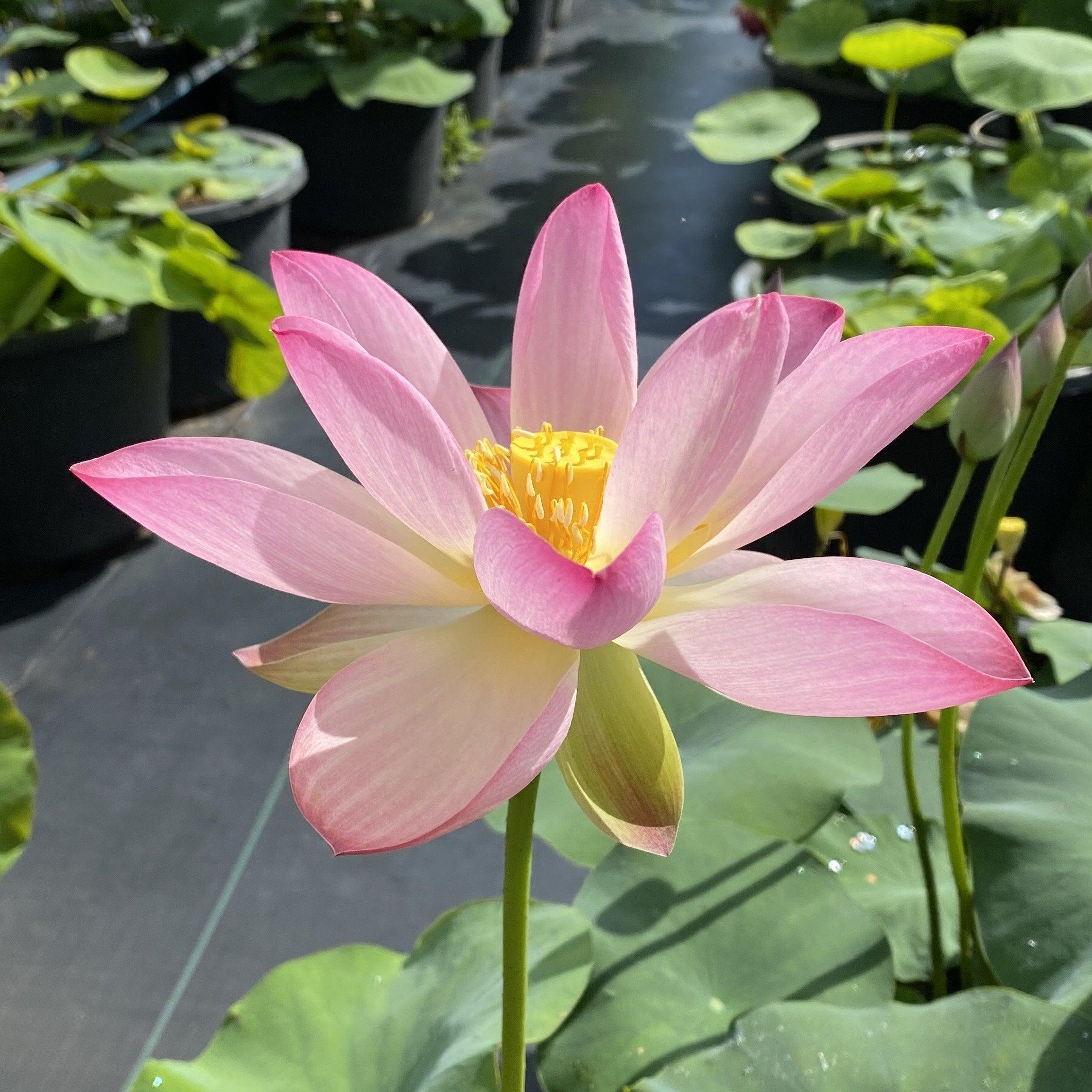 Somahai - A Flower Forest Lotus (Bare Root) - Globalnestes