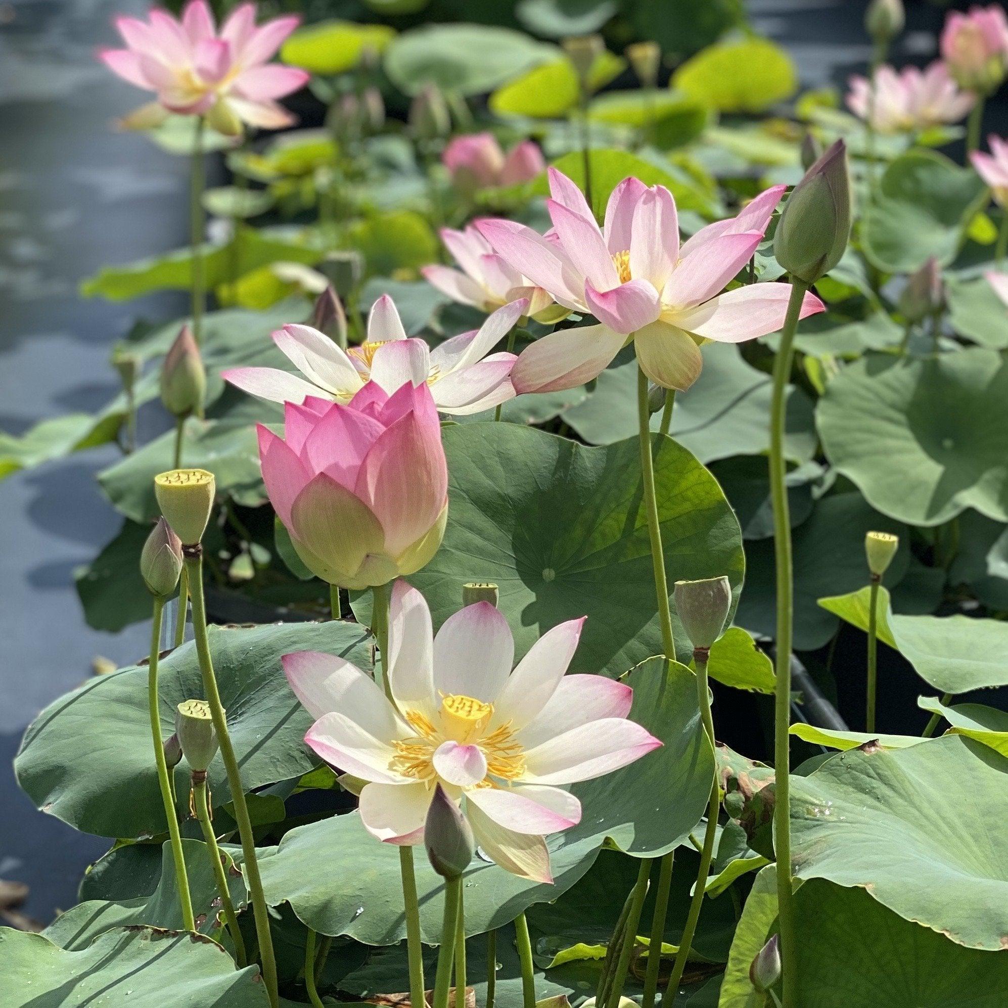 Somahai - A Flower Forest Lotus (Bare Root) - Globalnestes