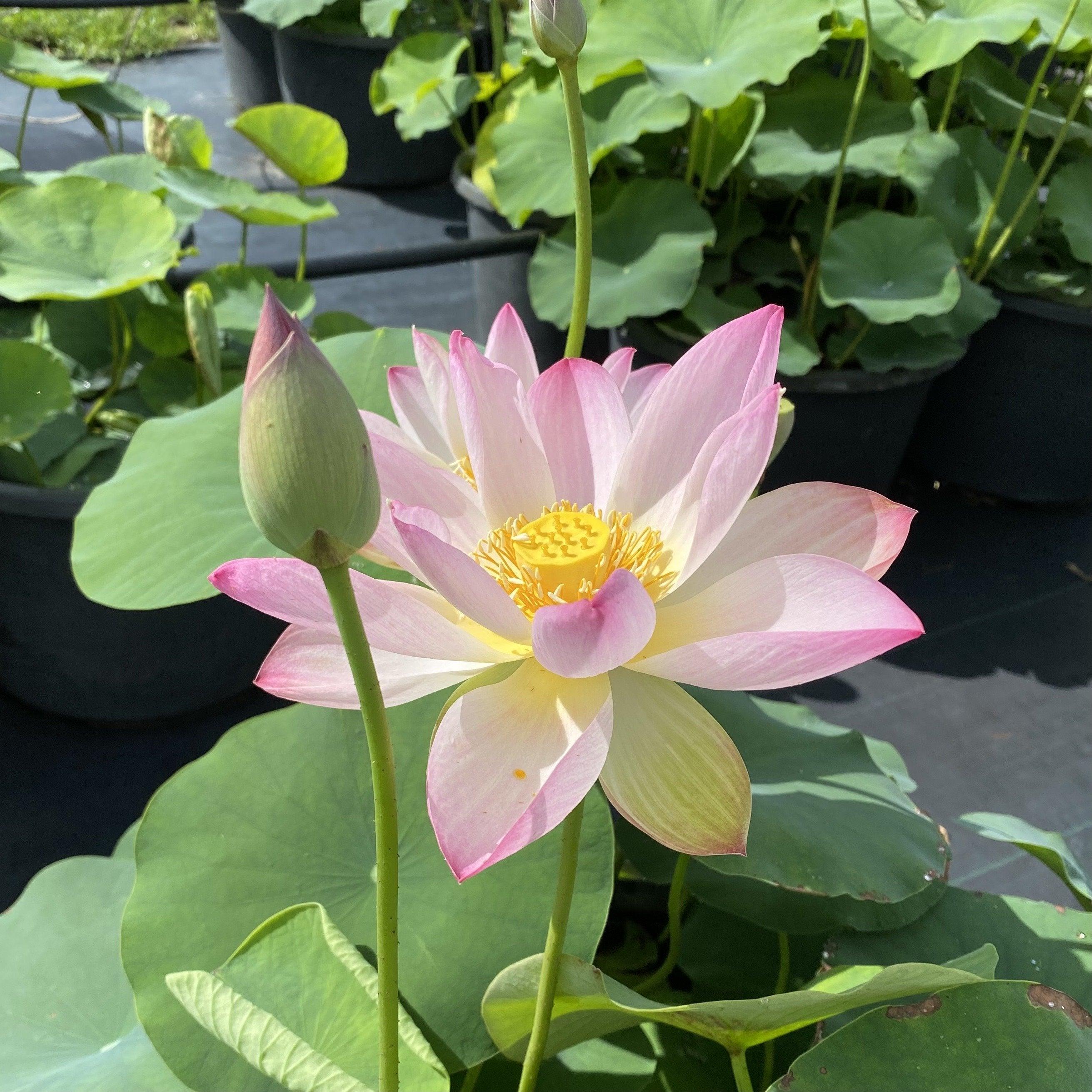 Somahai - A Flower Forest Lotus (Bare Root) - Globalnestes