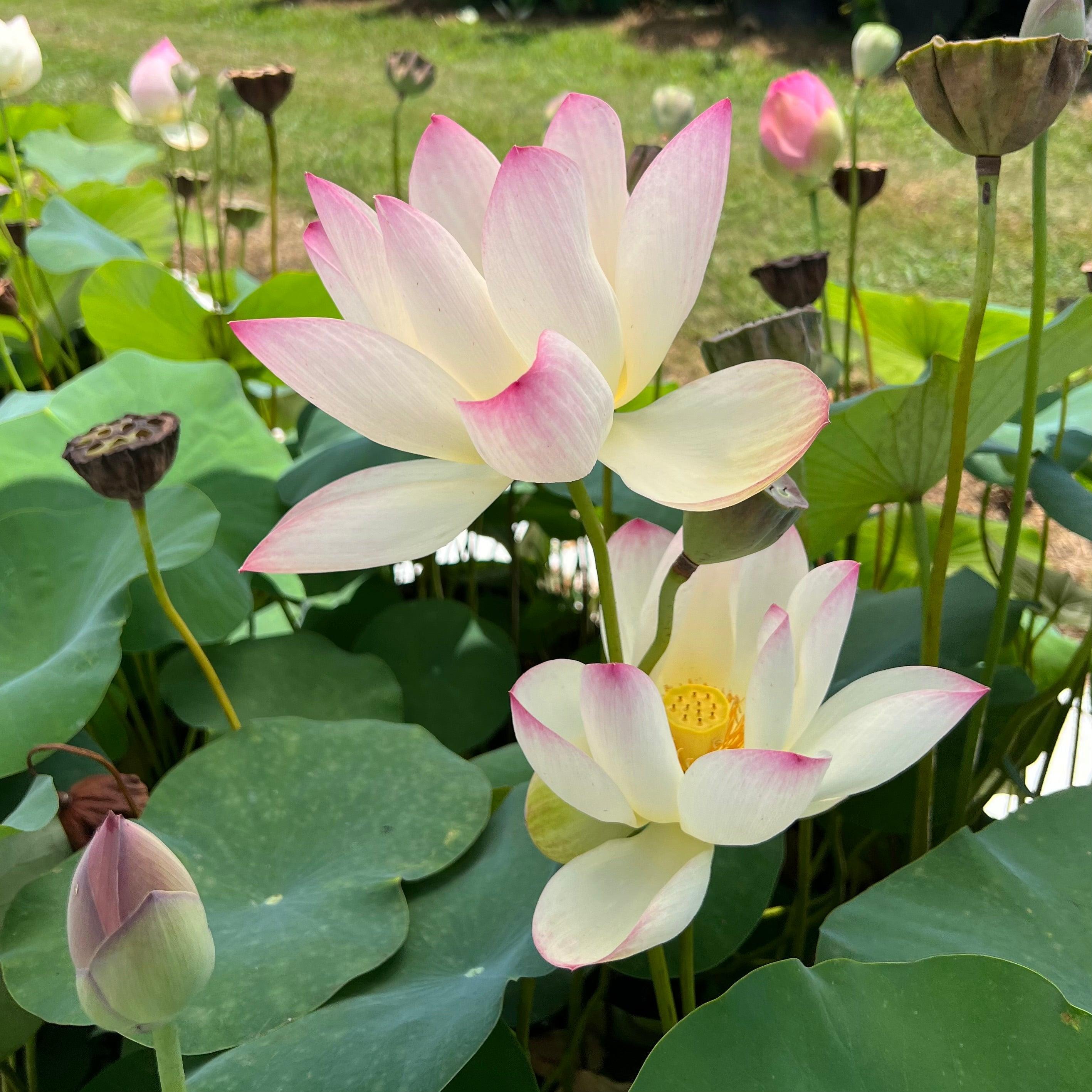 Somahai - A Flower Forest Lotus (Bare Root) - Globalnestes