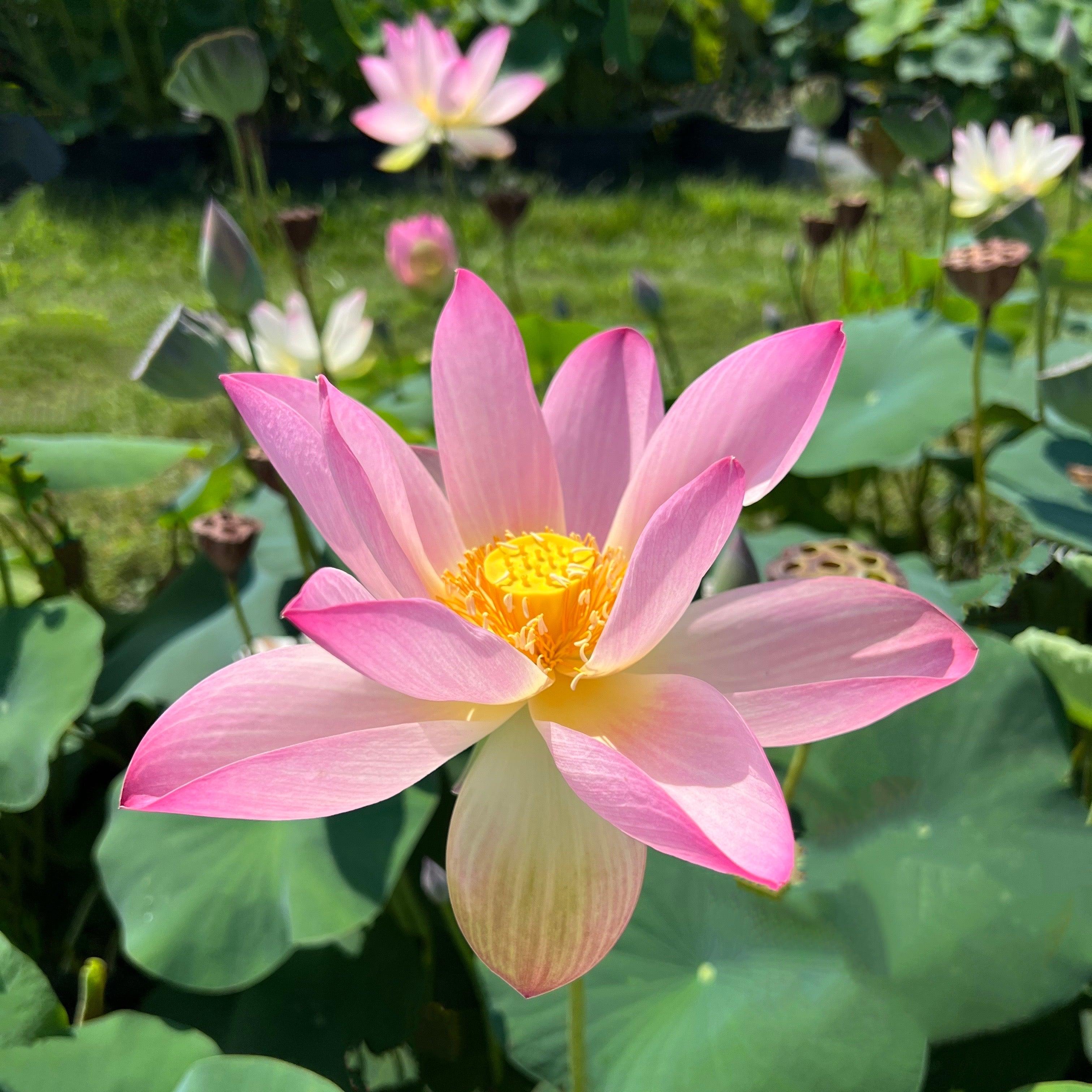 Somahai - A Flower Forest Lotus (Bare Root) - Globalnestes