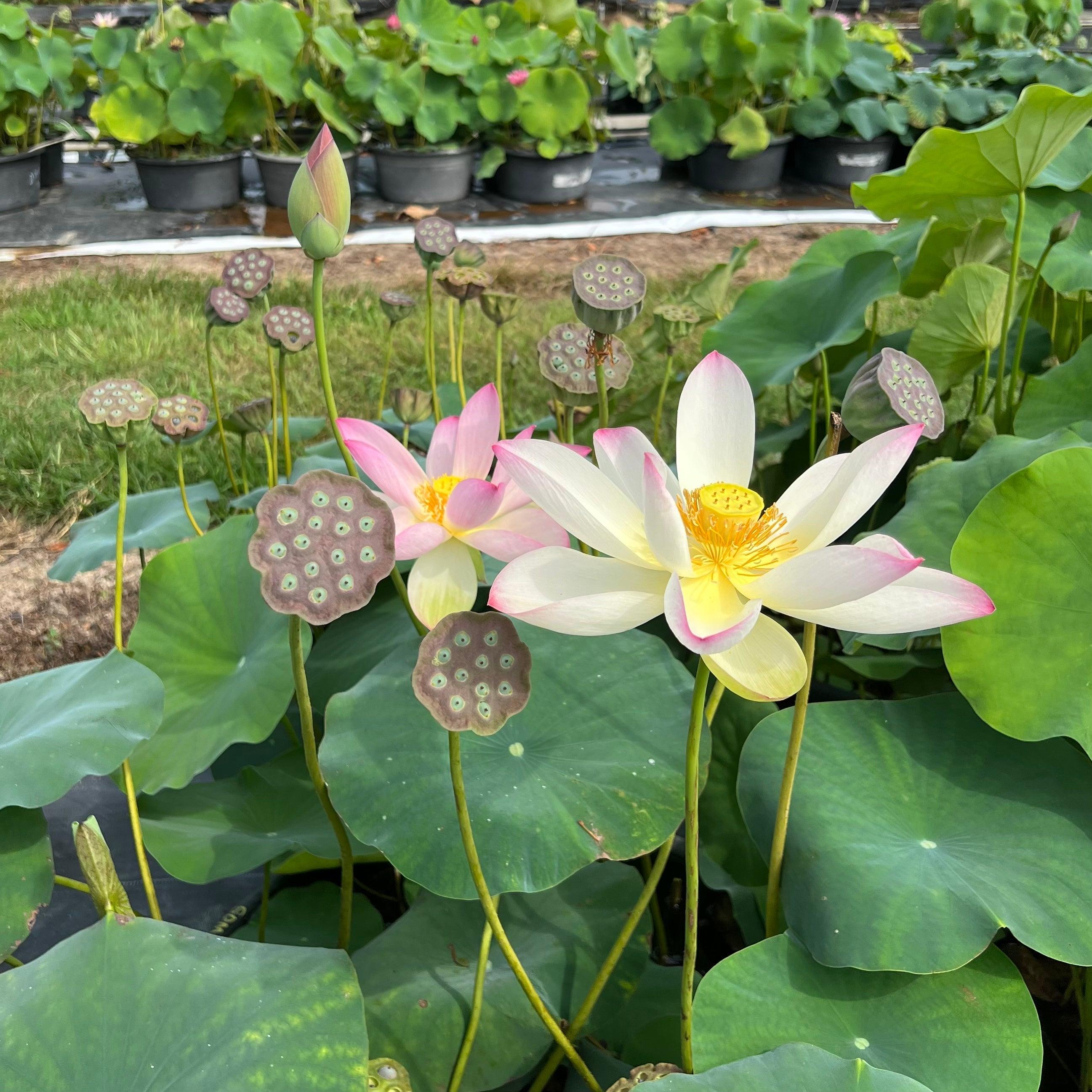 Somahai - A Flower Forest Lotus (Bare Root) - Globalnestes