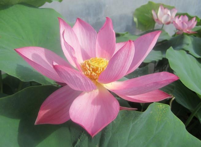 Sparks Lotus (Bare Root) - Globalnestes