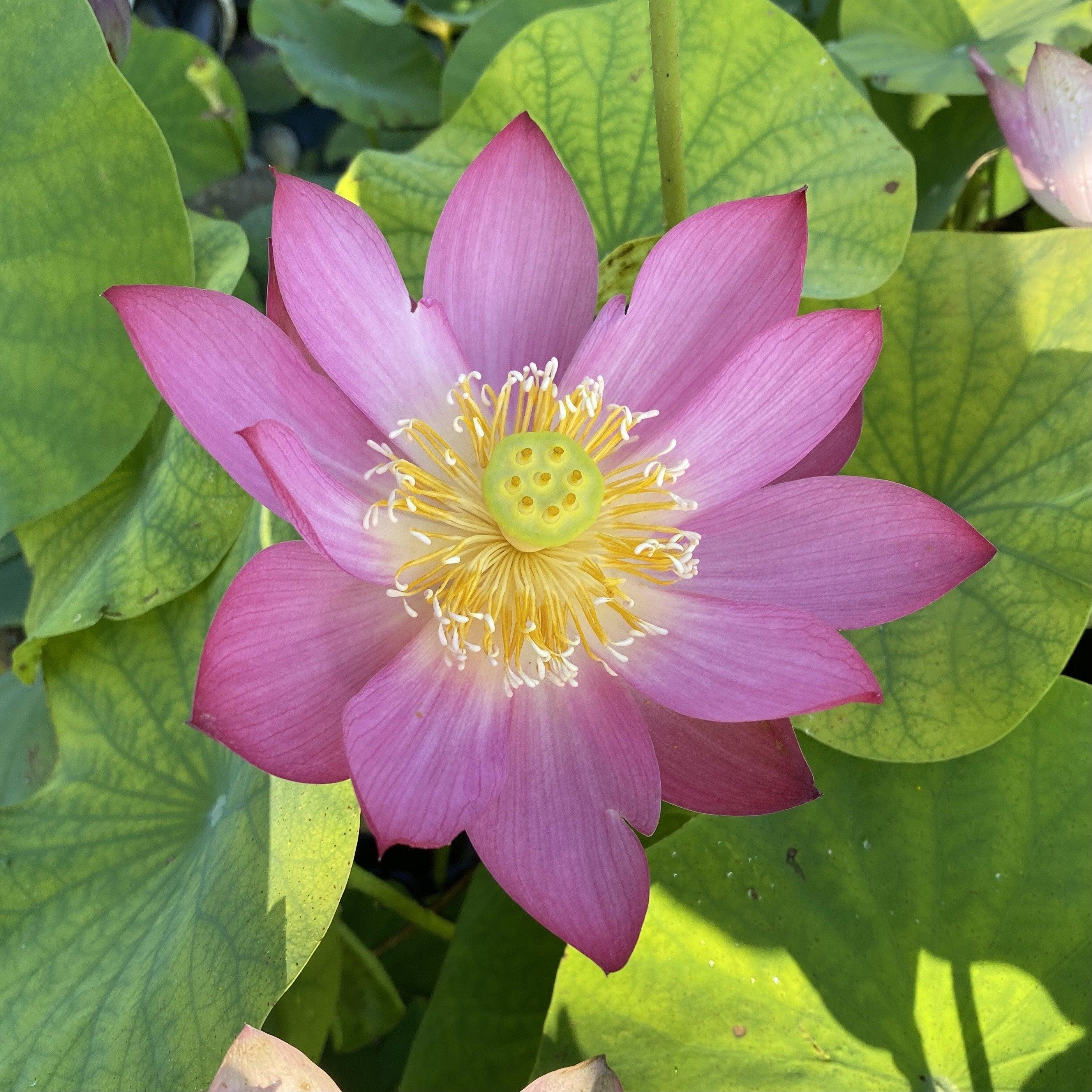 Sparks Lotus (Bare Root) - Globalnestes