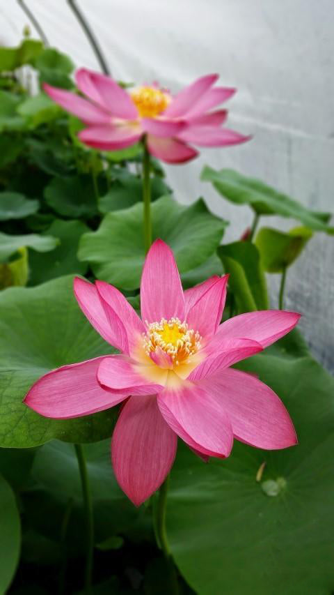 Sparks Lotus (Bare Root) - Globalnestes