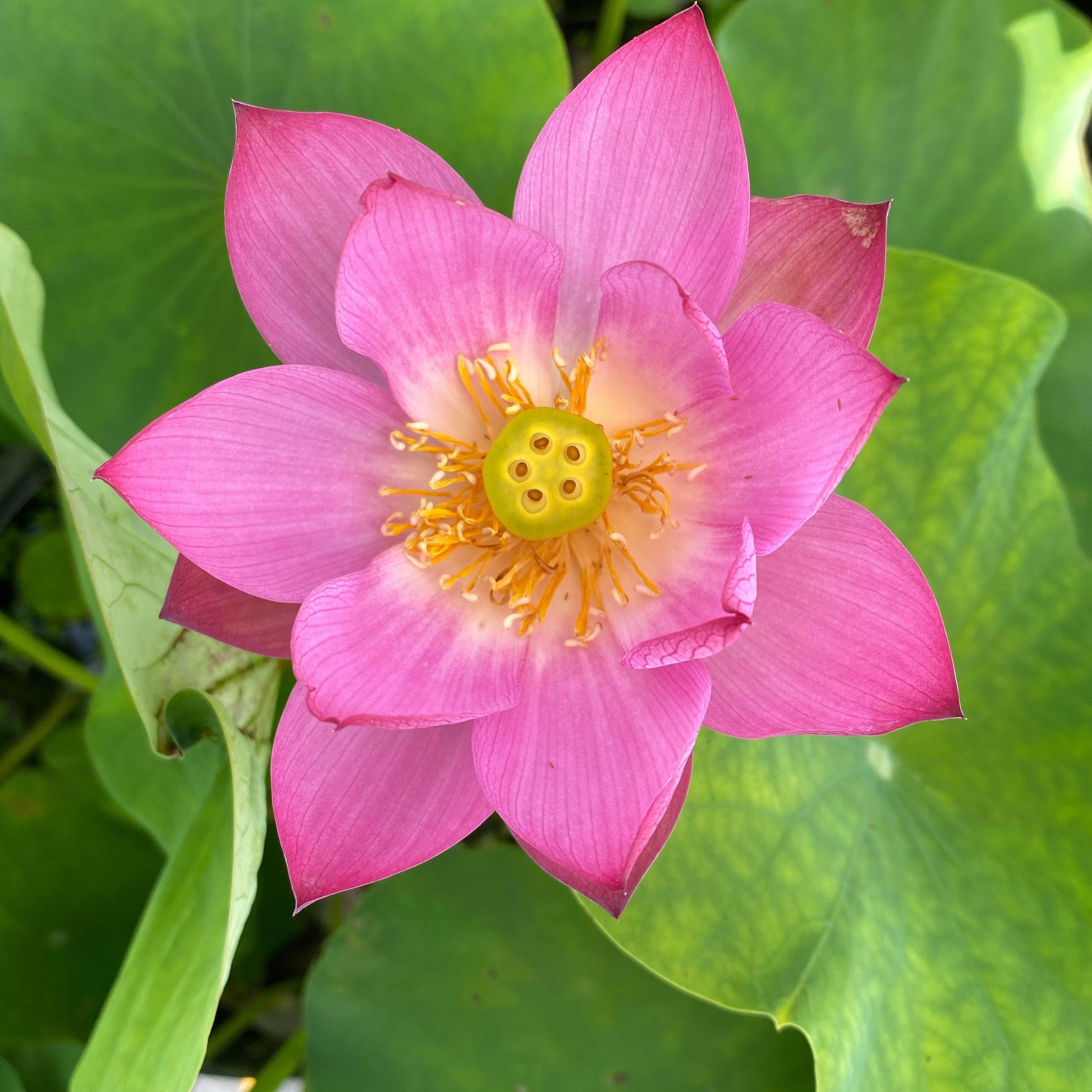 Sparks Lotus (Bare Root) - Globalnestes