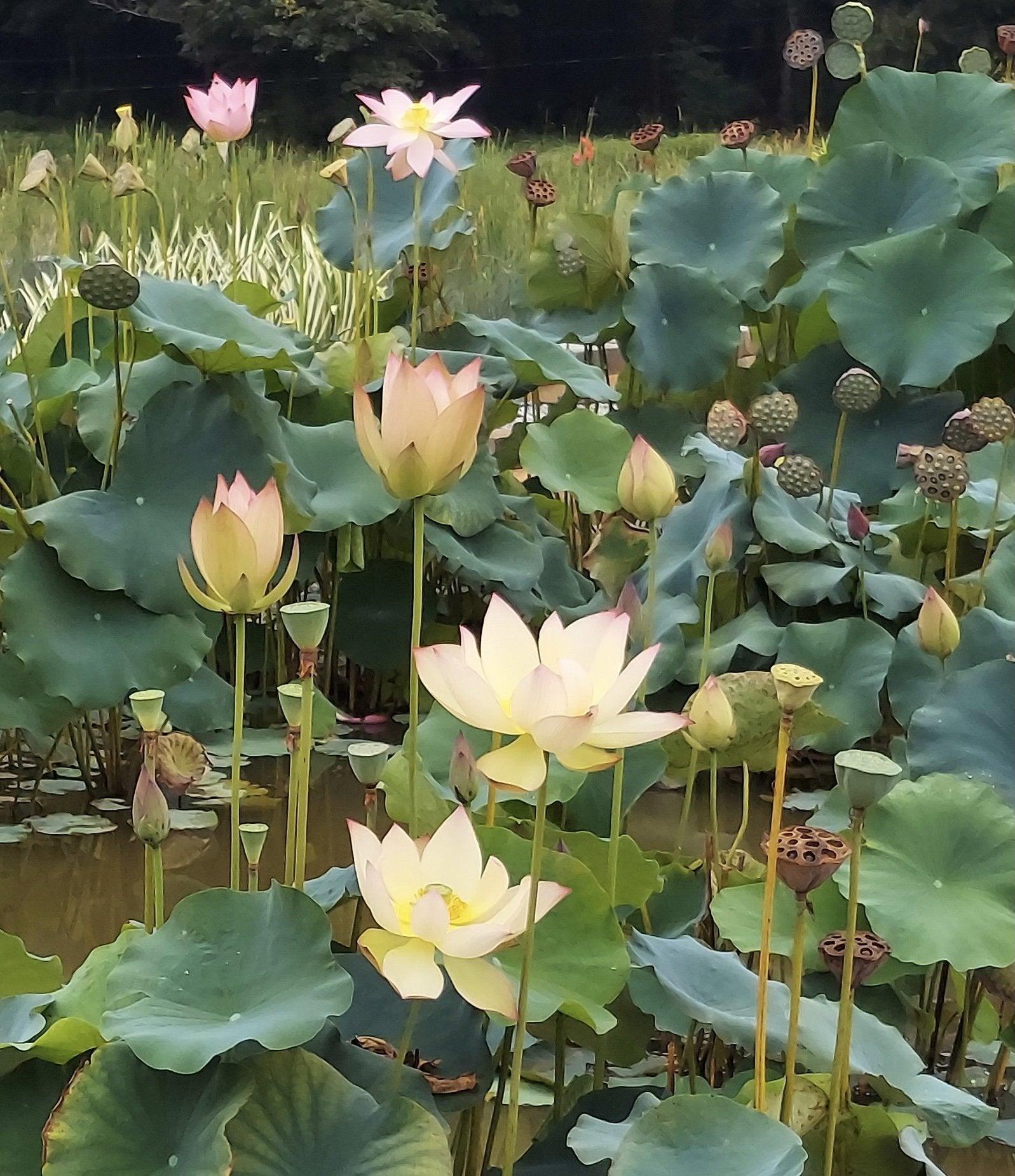 Sunrise Brocade - Amazing Color Lotus (Bare Root) - Globalnestes