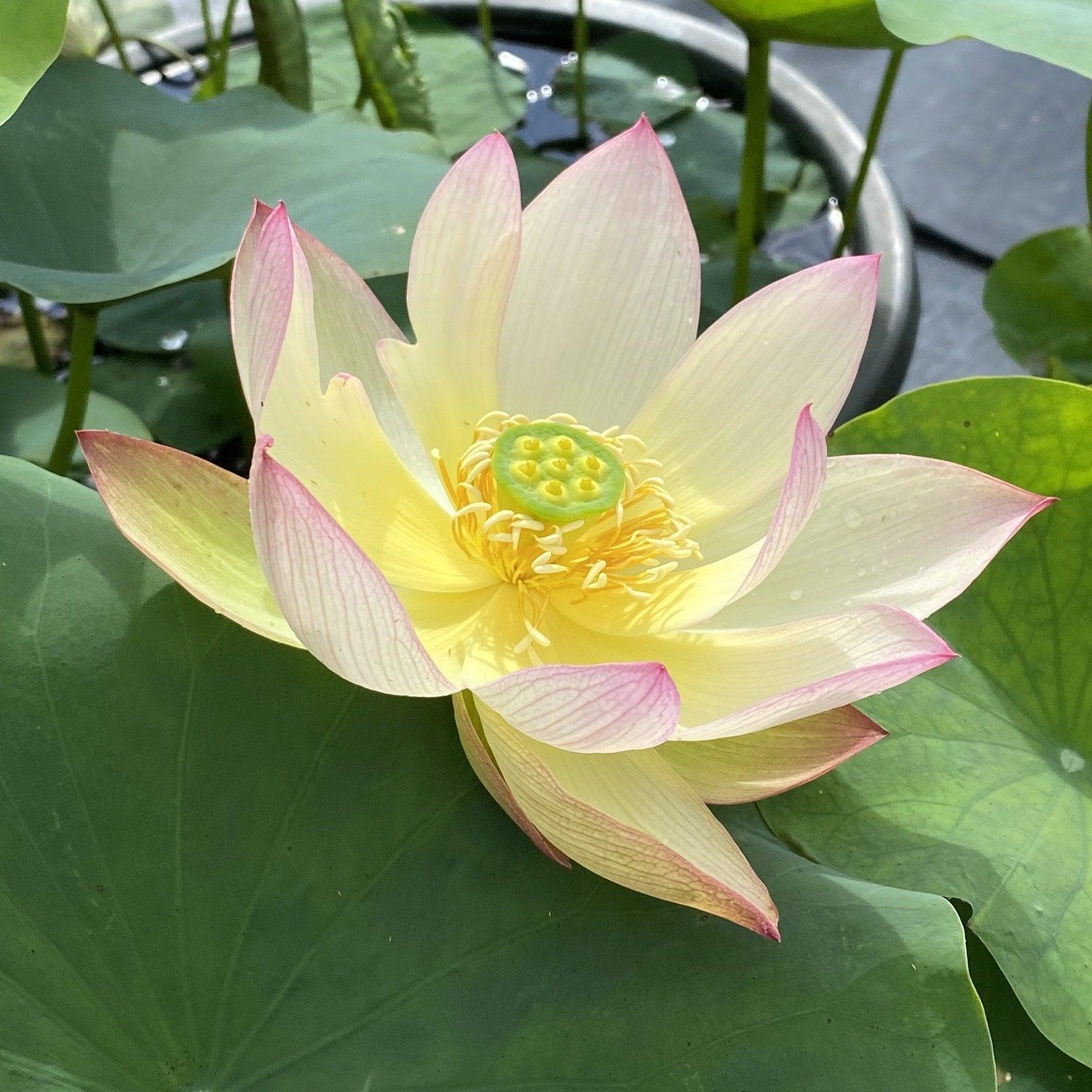 Sunrise Brocade - Amazing Color Lotus (Bare Root) - Globalnestes