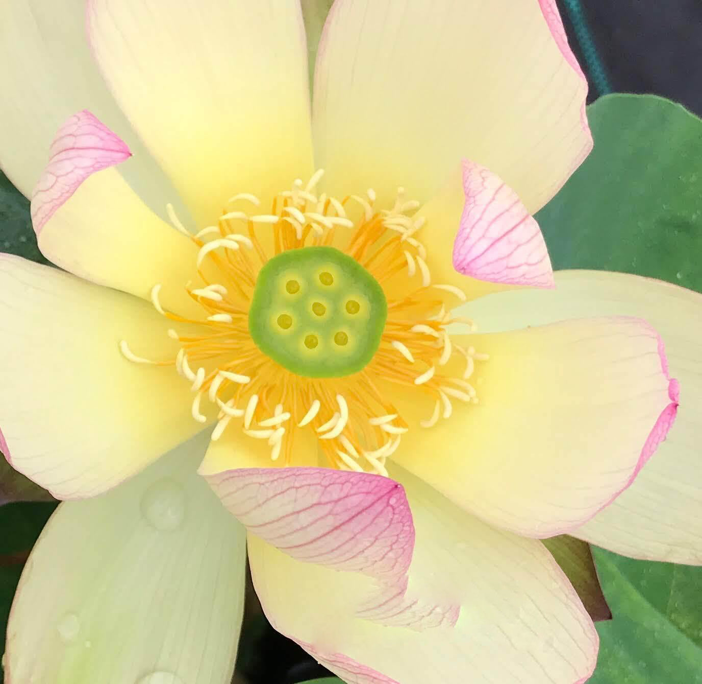 Sunrise Brocade - Amazing Color Lotus (Bare Root) - Globalnestes