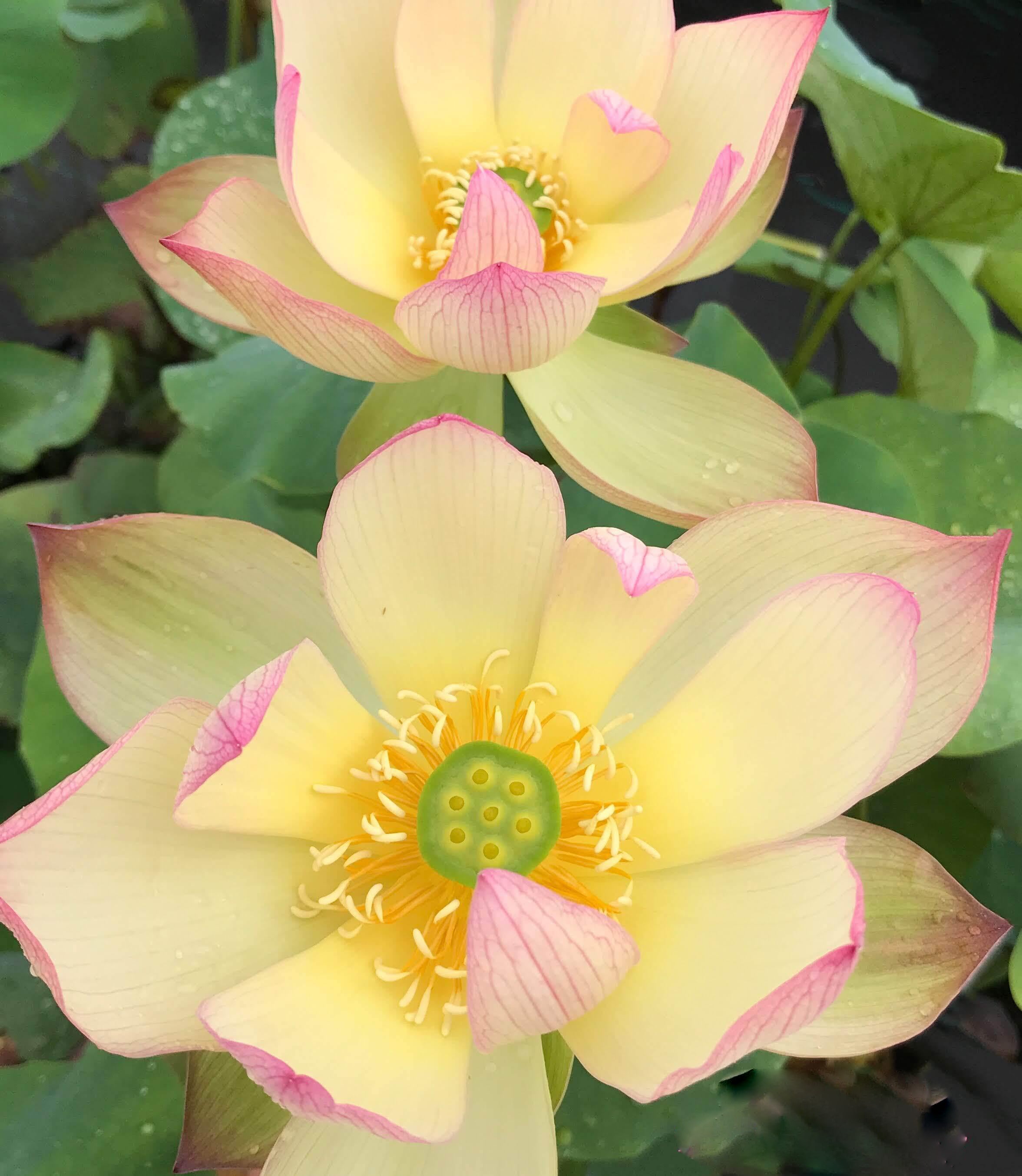 Sunrise Brocade - Amazing Color Lotus (Bare Root) - Globalnestes