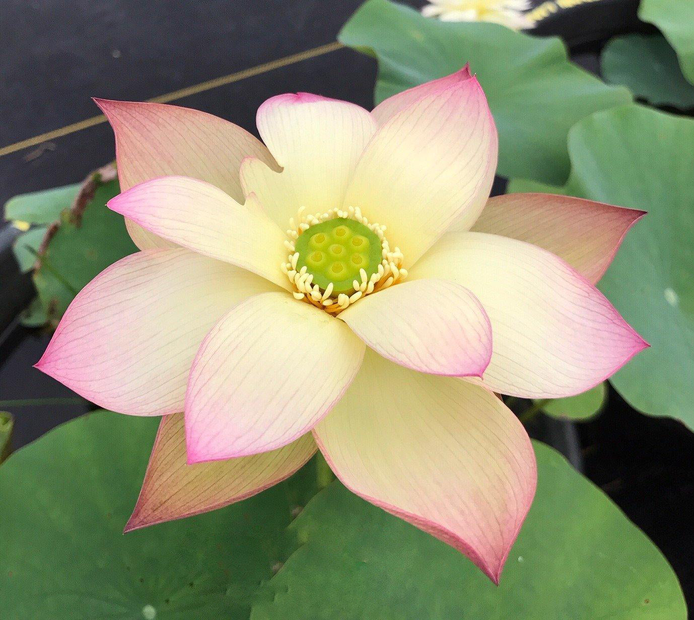 Sunrise Brocade - Amazing Color Lotus (Bare Root) - Globalnestes