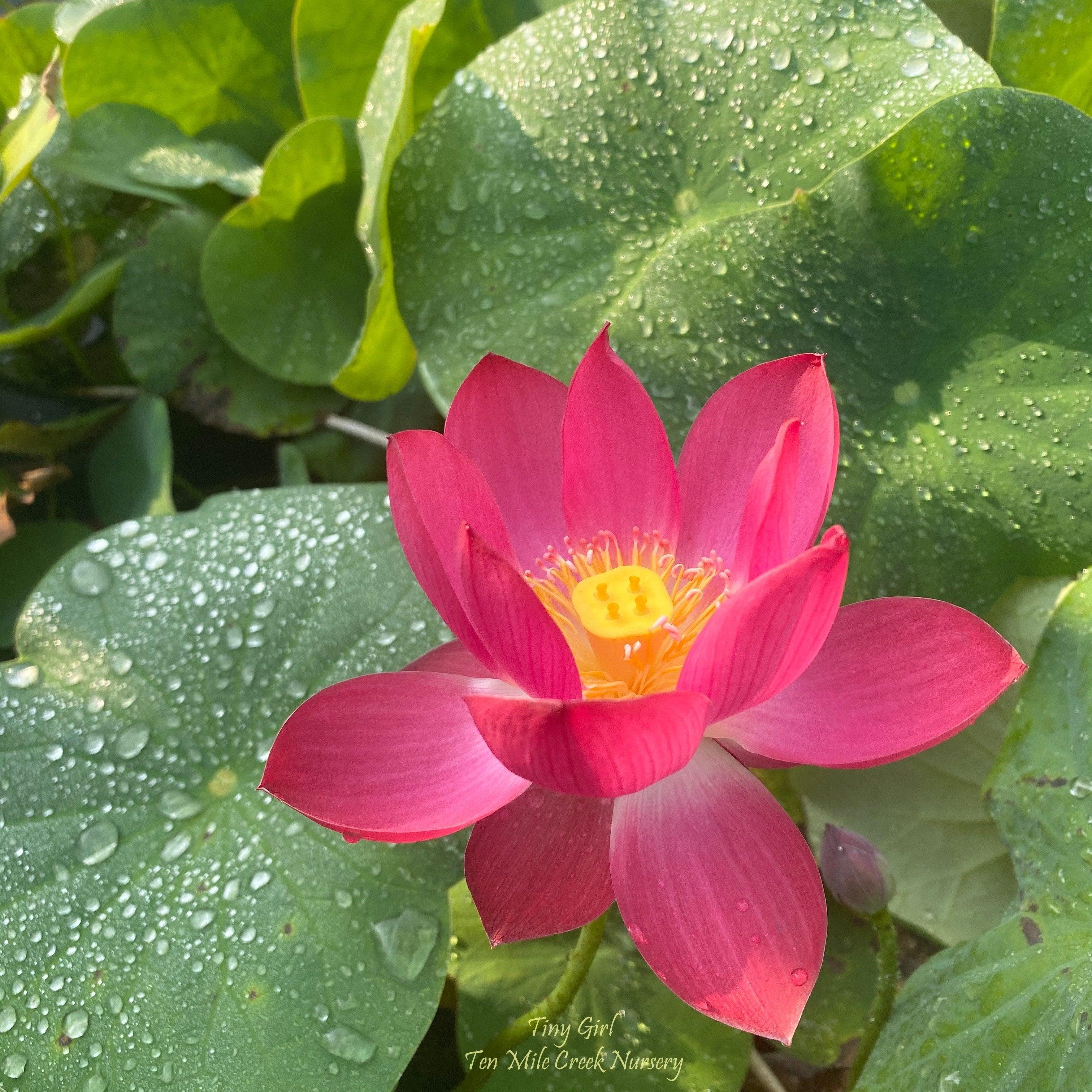 Tiny Girl - Micro Lotus (Bare Root) - Globalnestes