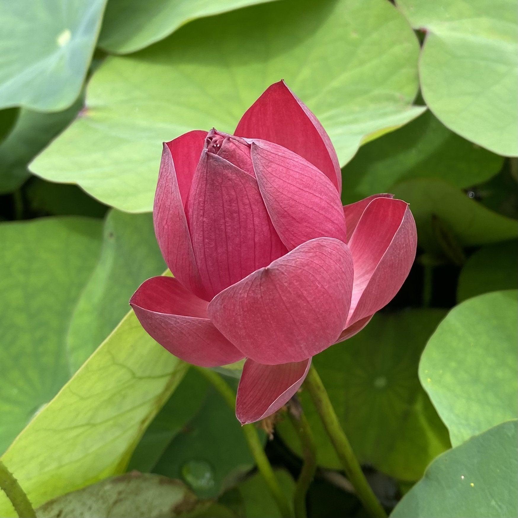 Tiny Girl - Micro Lotus (Bare Root) - Globalnestes