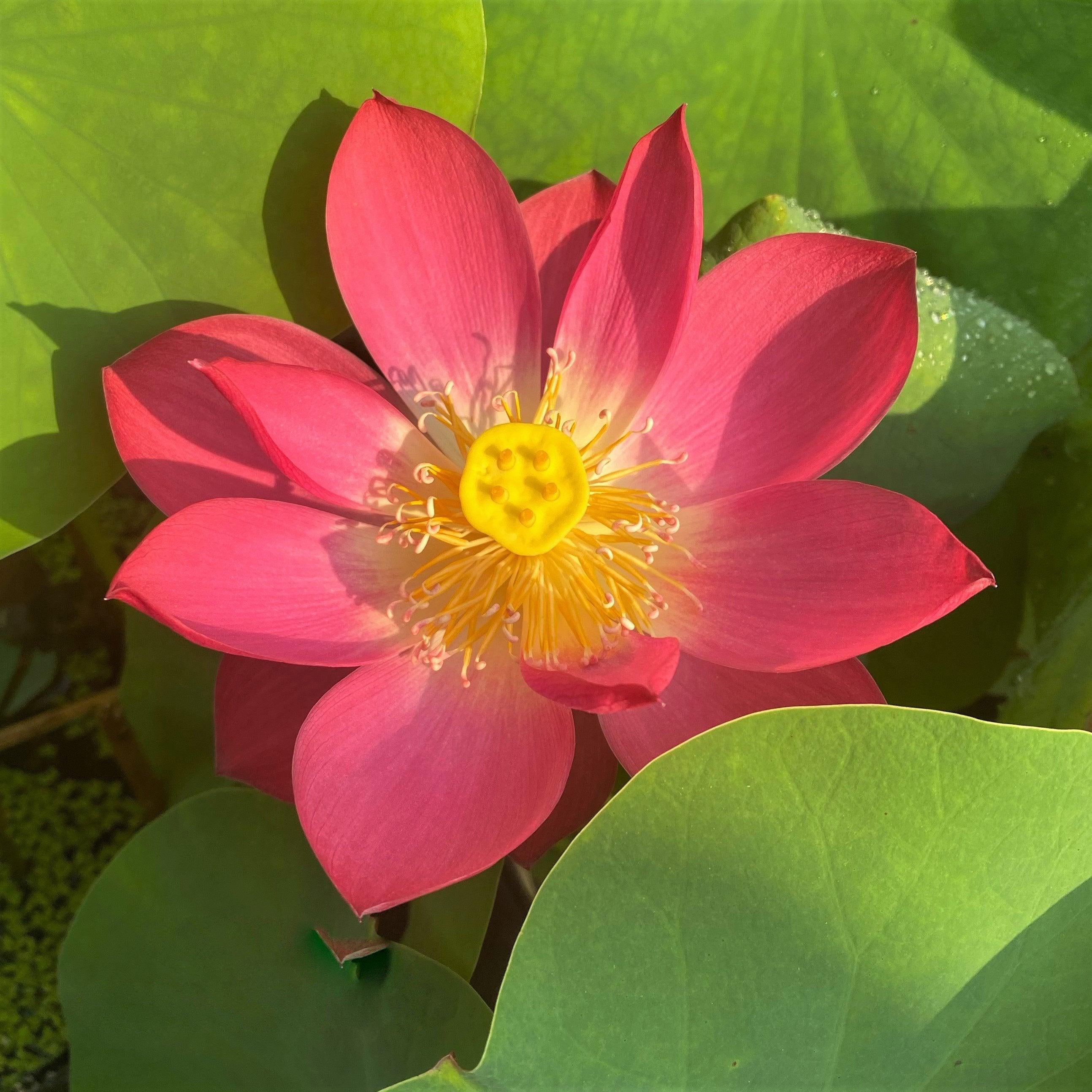 Tiny Girl - Micro Lotus (Bare Root) - Globalnestes