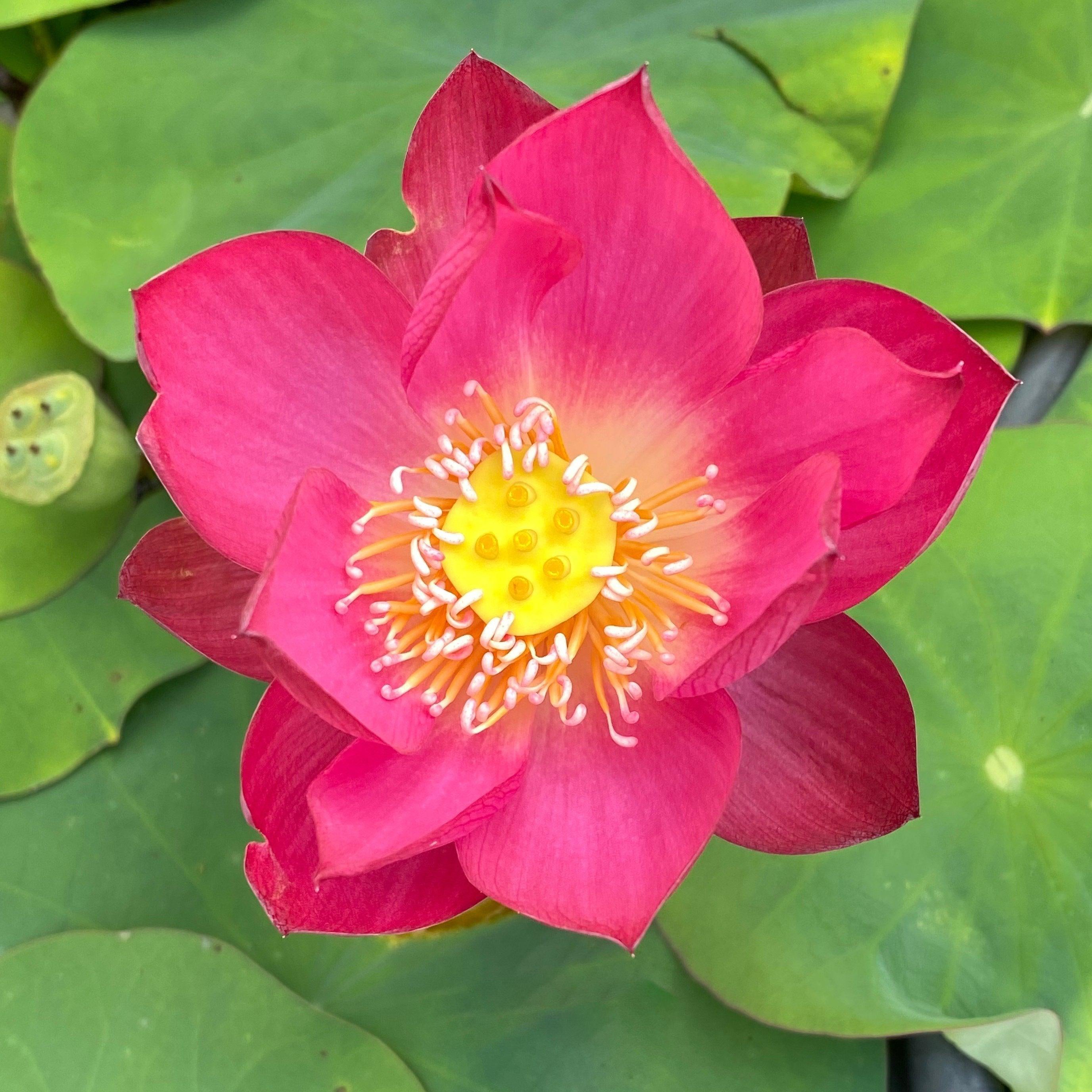 Tiny Girl - Micro Lotus (Bare Root) - Globalnestes