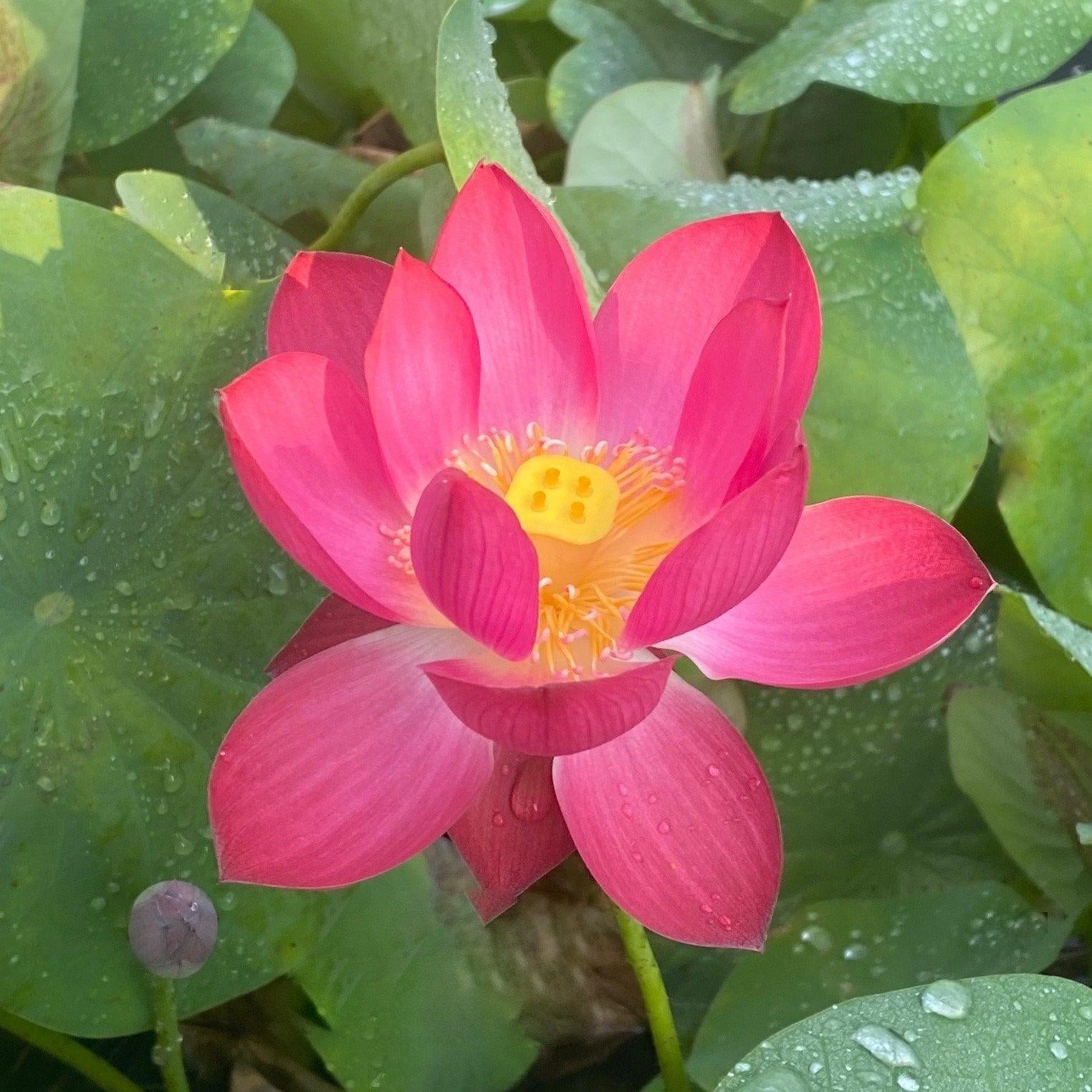 Tiny Girl - Micro Lotus (Bare Root) - Globalnestes