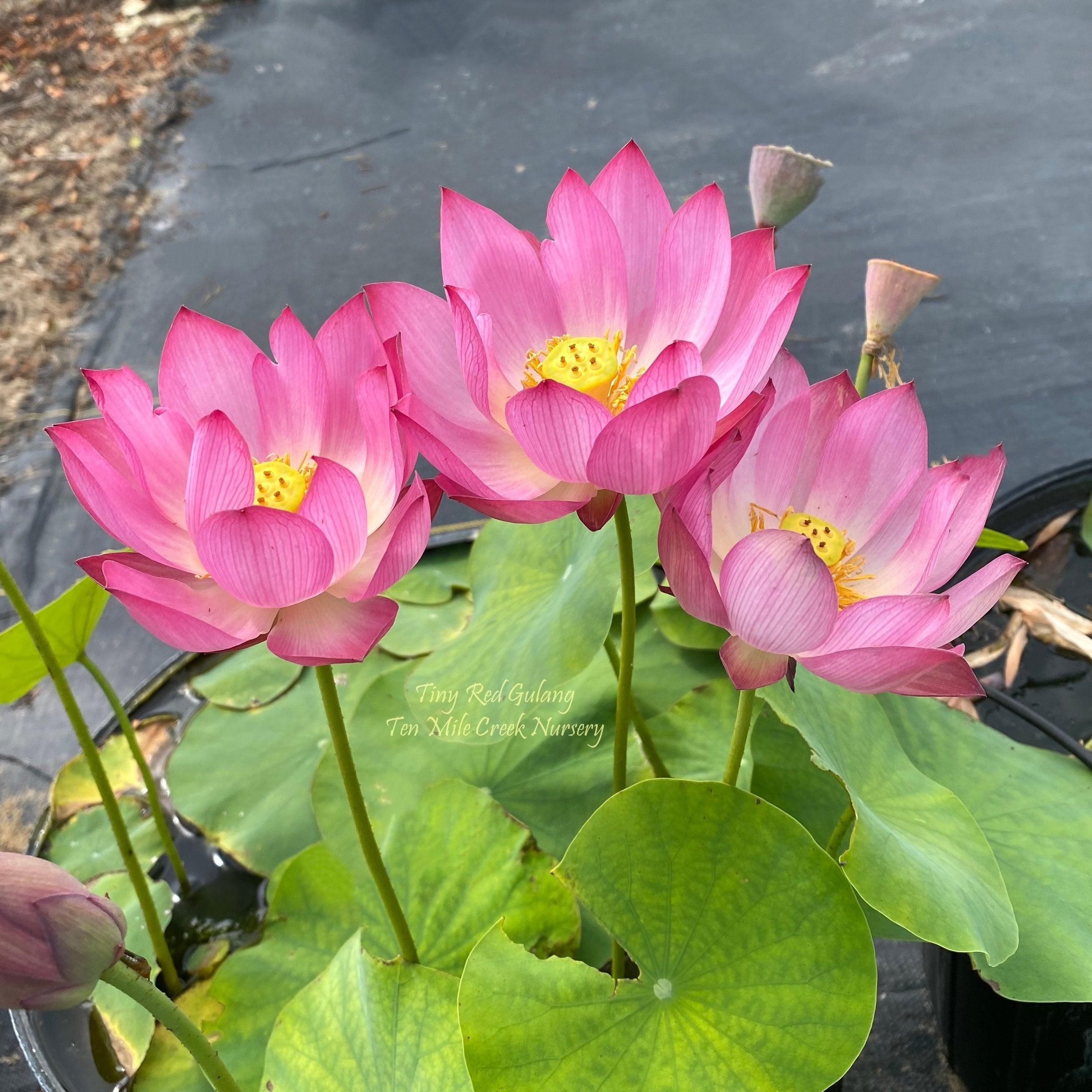Tiny Red Gulang Lotus (Bare Root) - Globalnestes