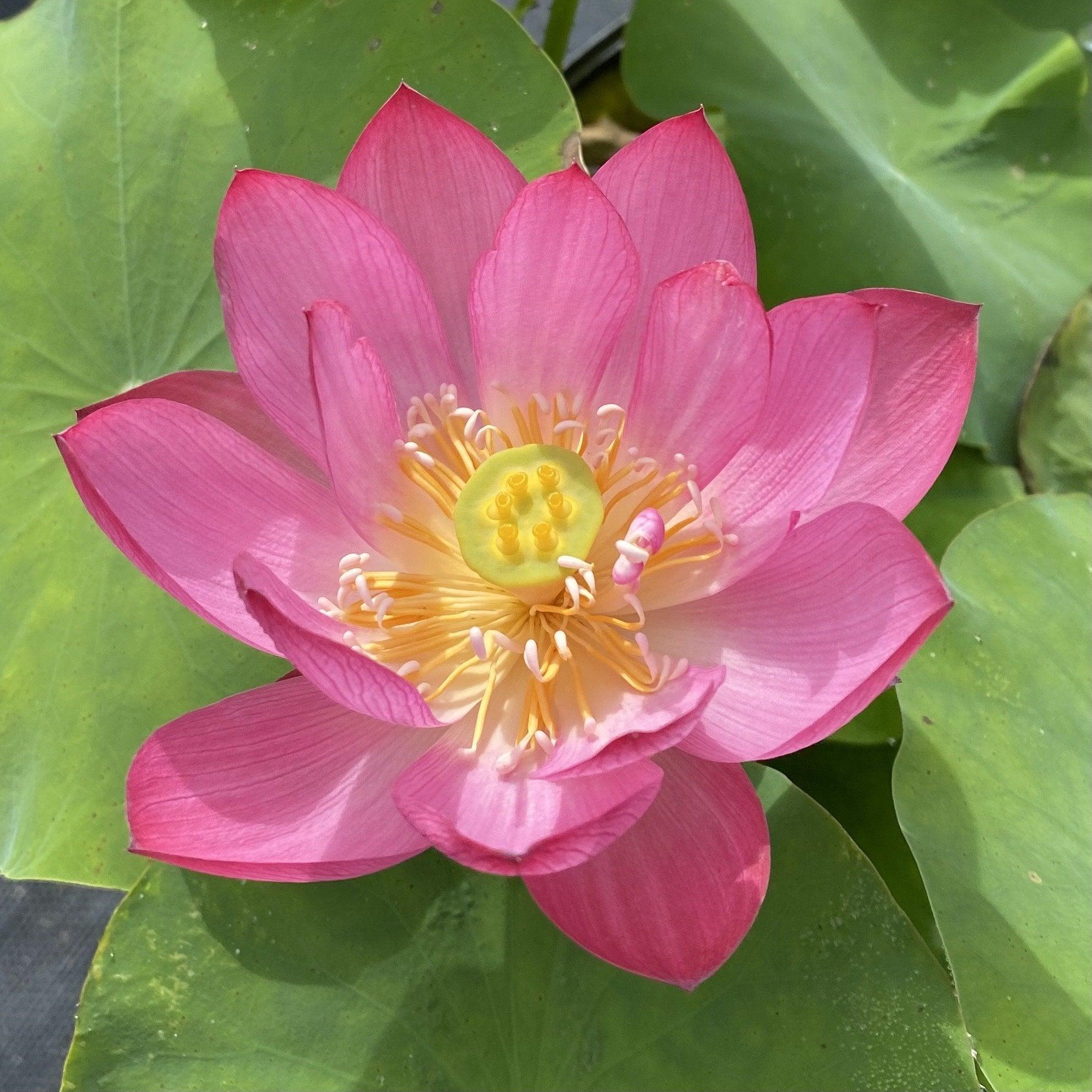 Tiny Red Gulang Lotus (Bare Root) - Globalnestes