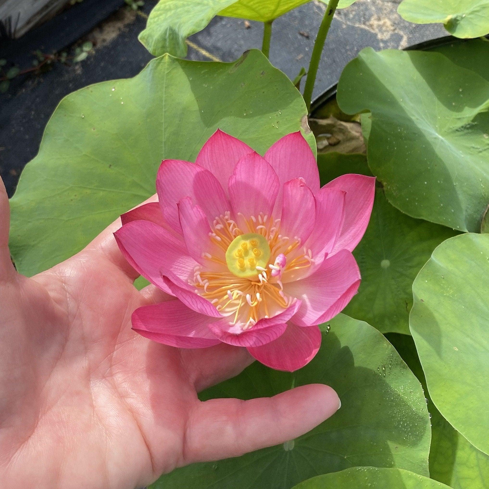 Tiny Red Gulang Lotus (Bare Root) - Globalnestes