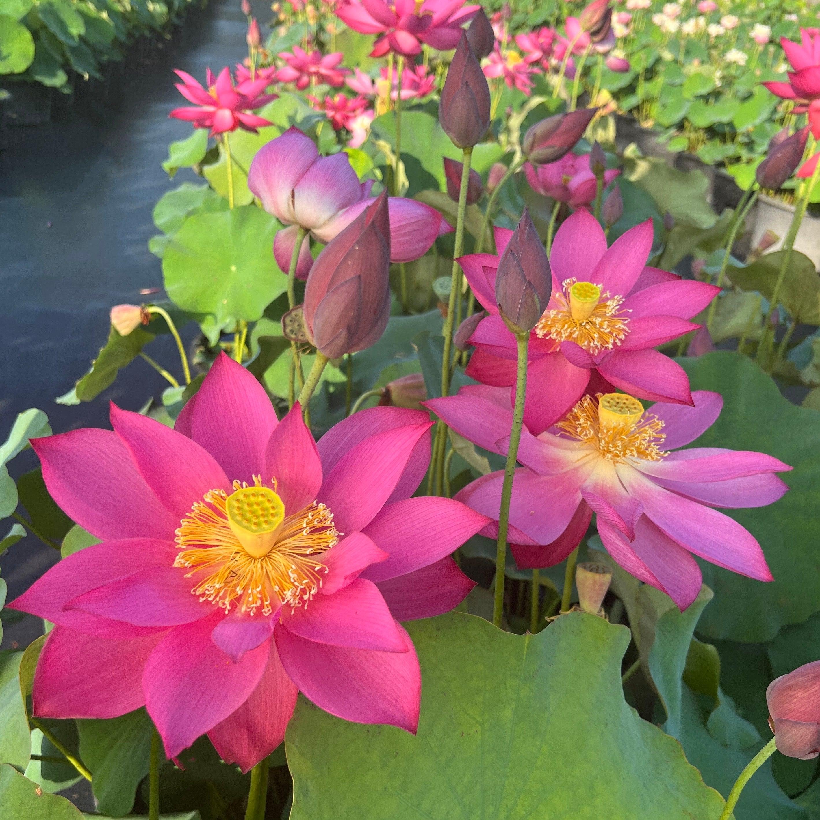 Titan - Gorgeous Red Flowered Lotus (Bare Root) - Globalnestes