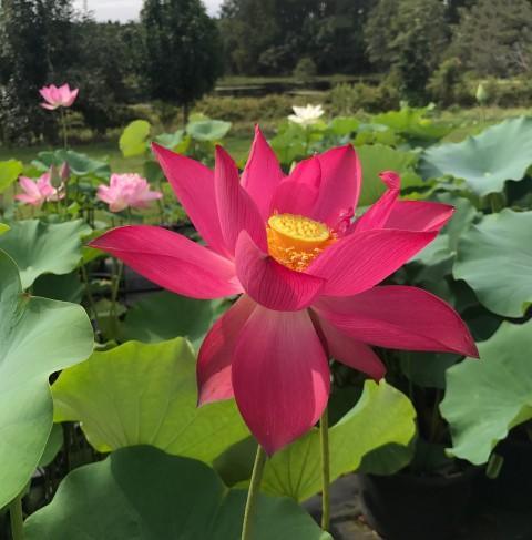 Titan - Gorgeous Red Flowered Lotus (Bare Root) - Globalnestes