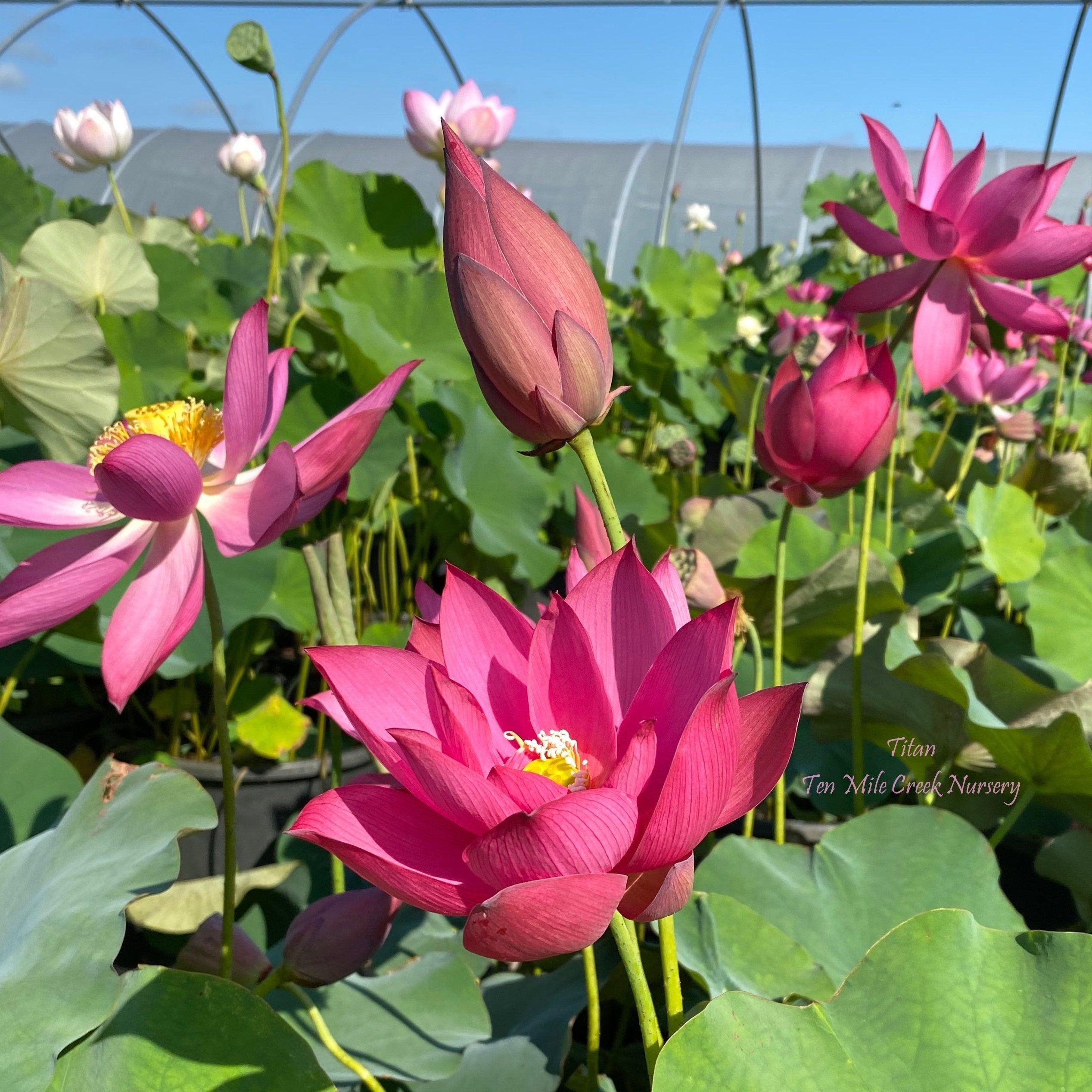 Titan - Gorgeous Red Flowered Lotus (Bare Root) - Globalnestes