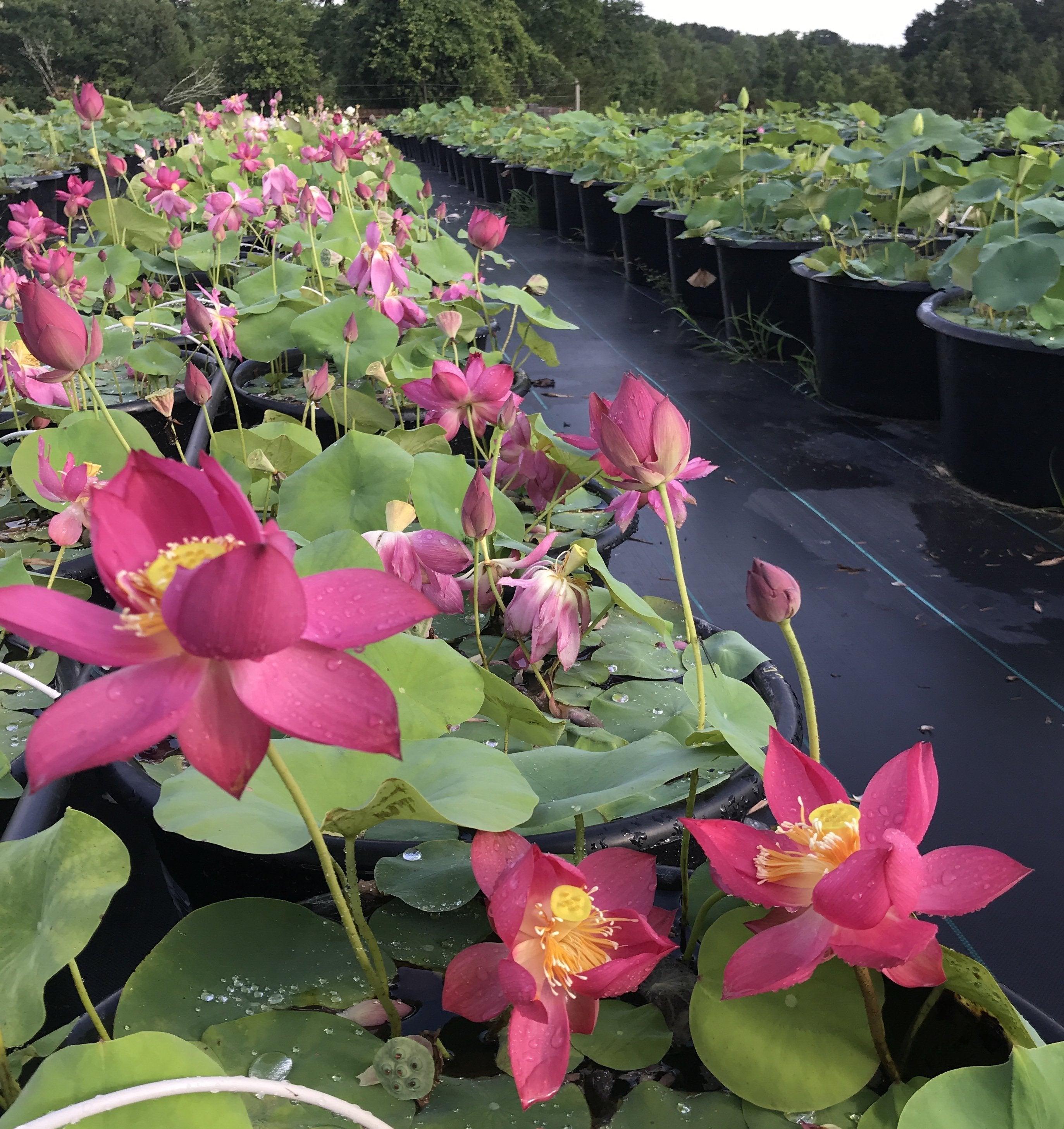 Titan - Gorgeous Red Flowered Lotus (Bare Root) - Globalnestes