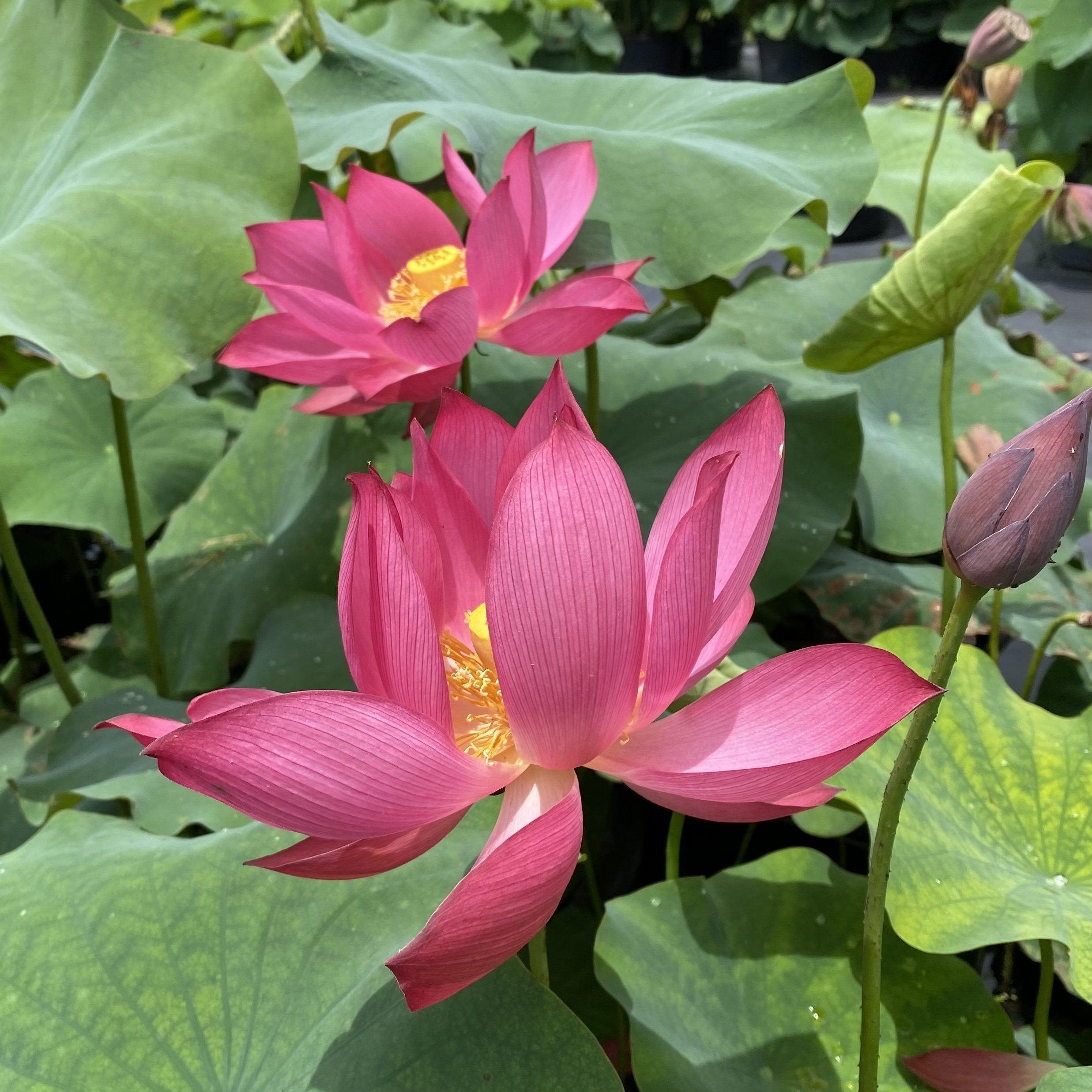 Titan - Gorgeous Red Flowered Lotus (Bare Root) - Globalnestes