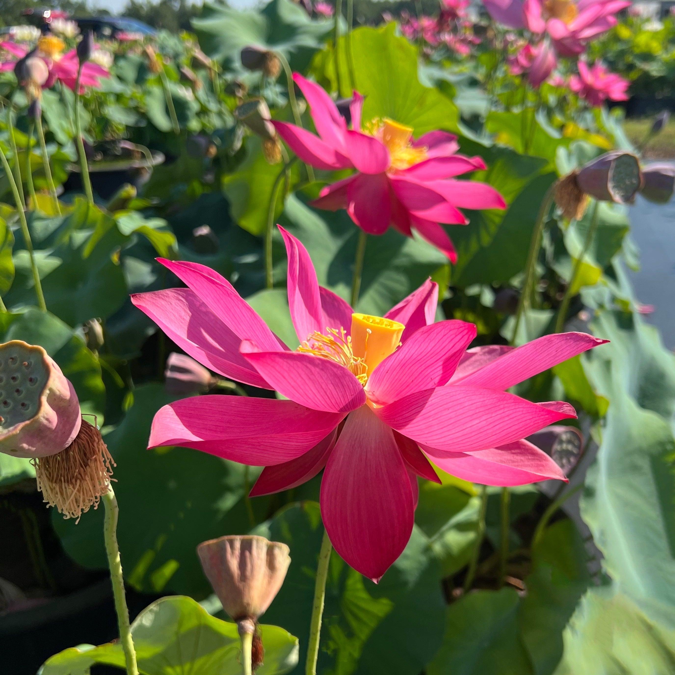 Titan - Gorgeous Red Flowered Lotus (Bare Root) - Globalnestes