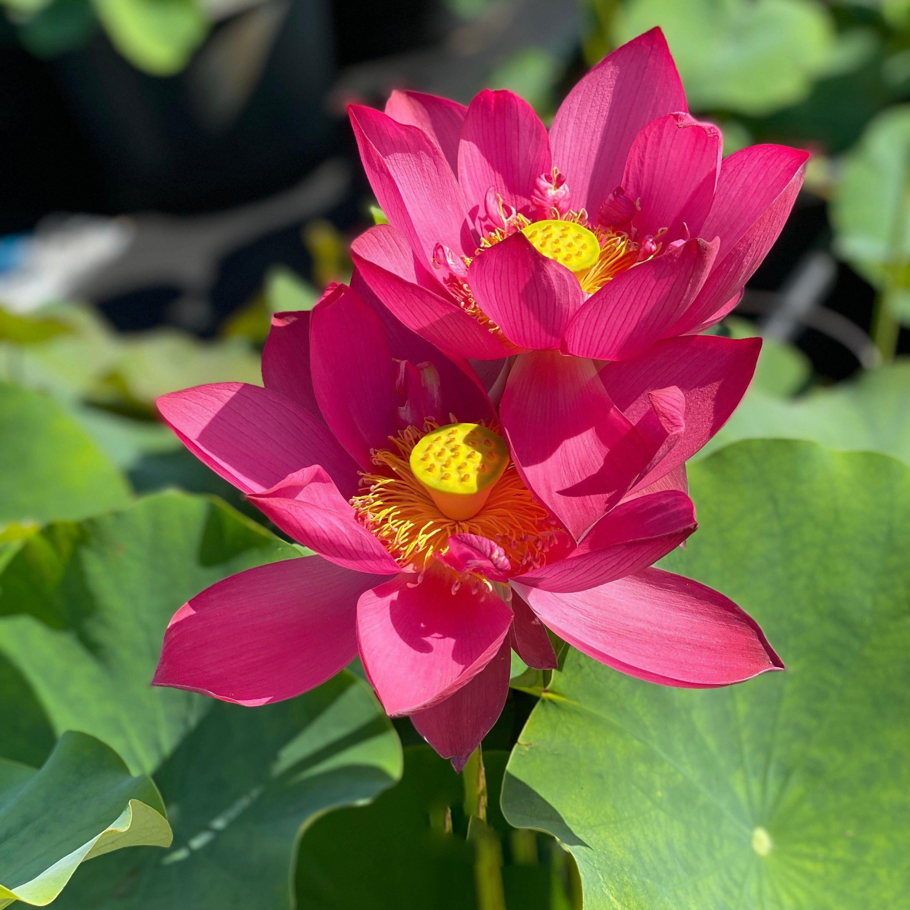 Titan - Gorgeous Red Flowered Lotus (Bare Root) - Globalnestes