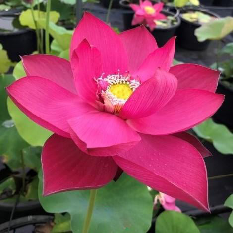 Titan - Gorgeous Red Flowered Lotus (Bare Root) - Globalnestes
