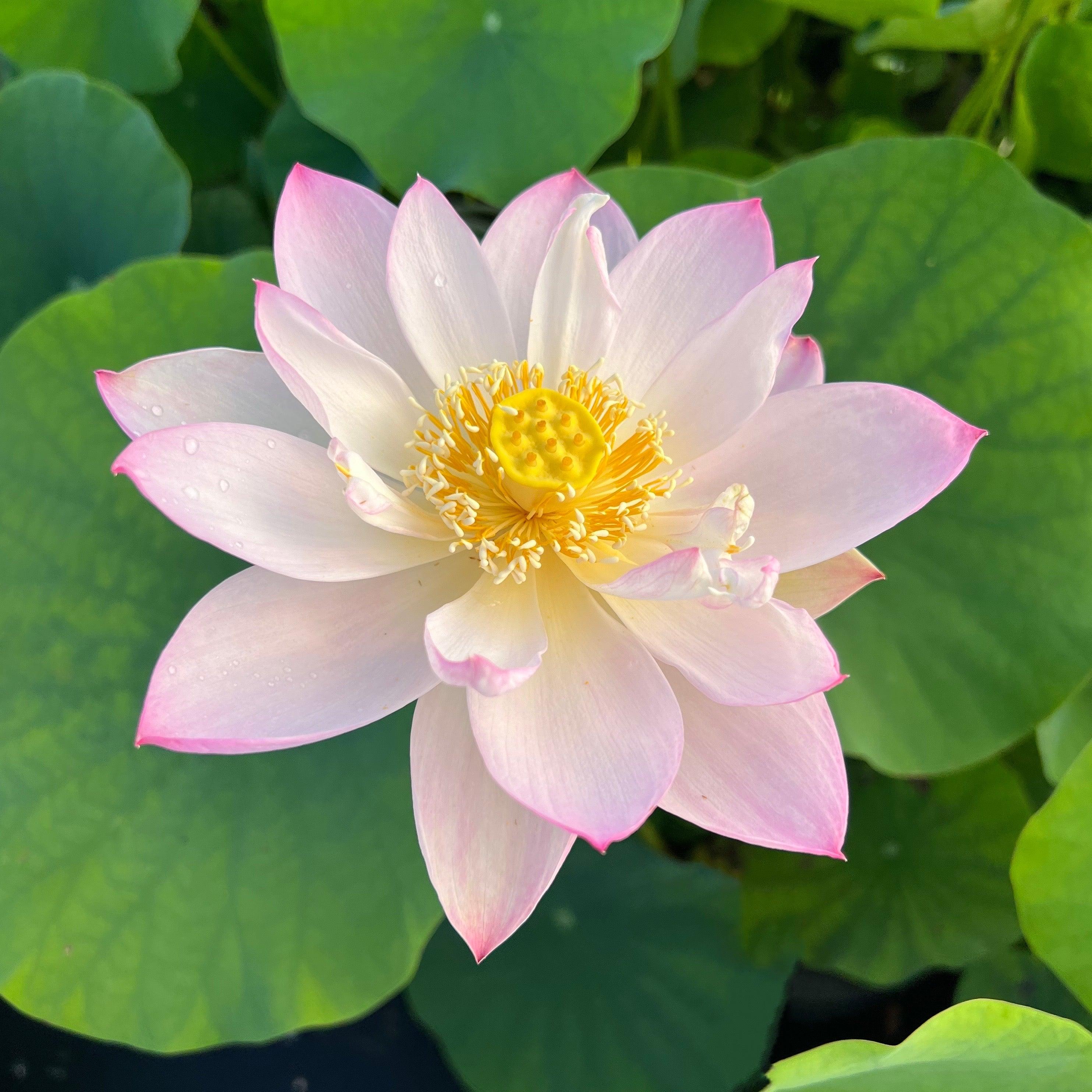 Twinkle Toes - Tiny Dancer Lotus (Bare Root) - Globalnestes