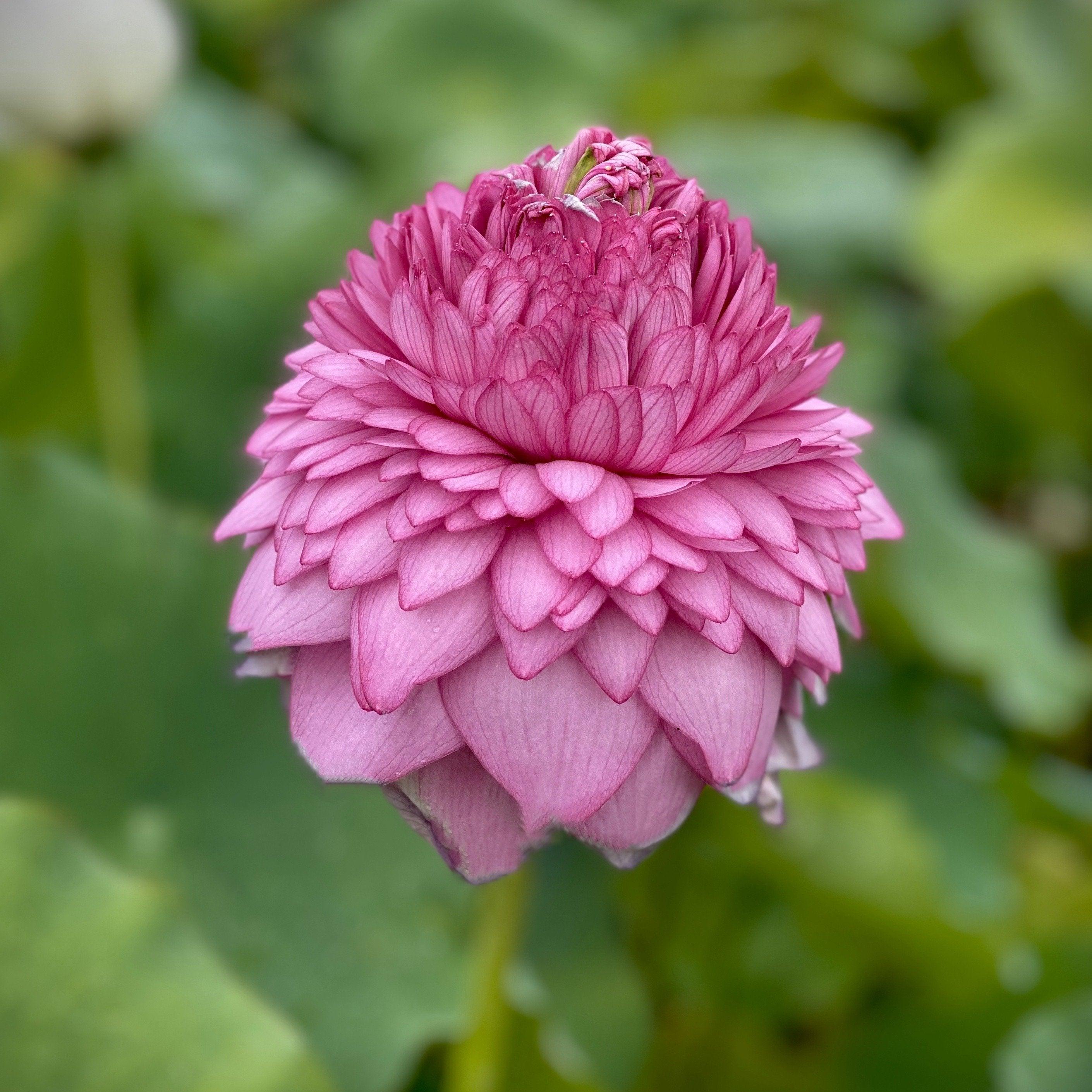 Ultimate Thousand Petals Lotus (Bare Root) - Globalnestes