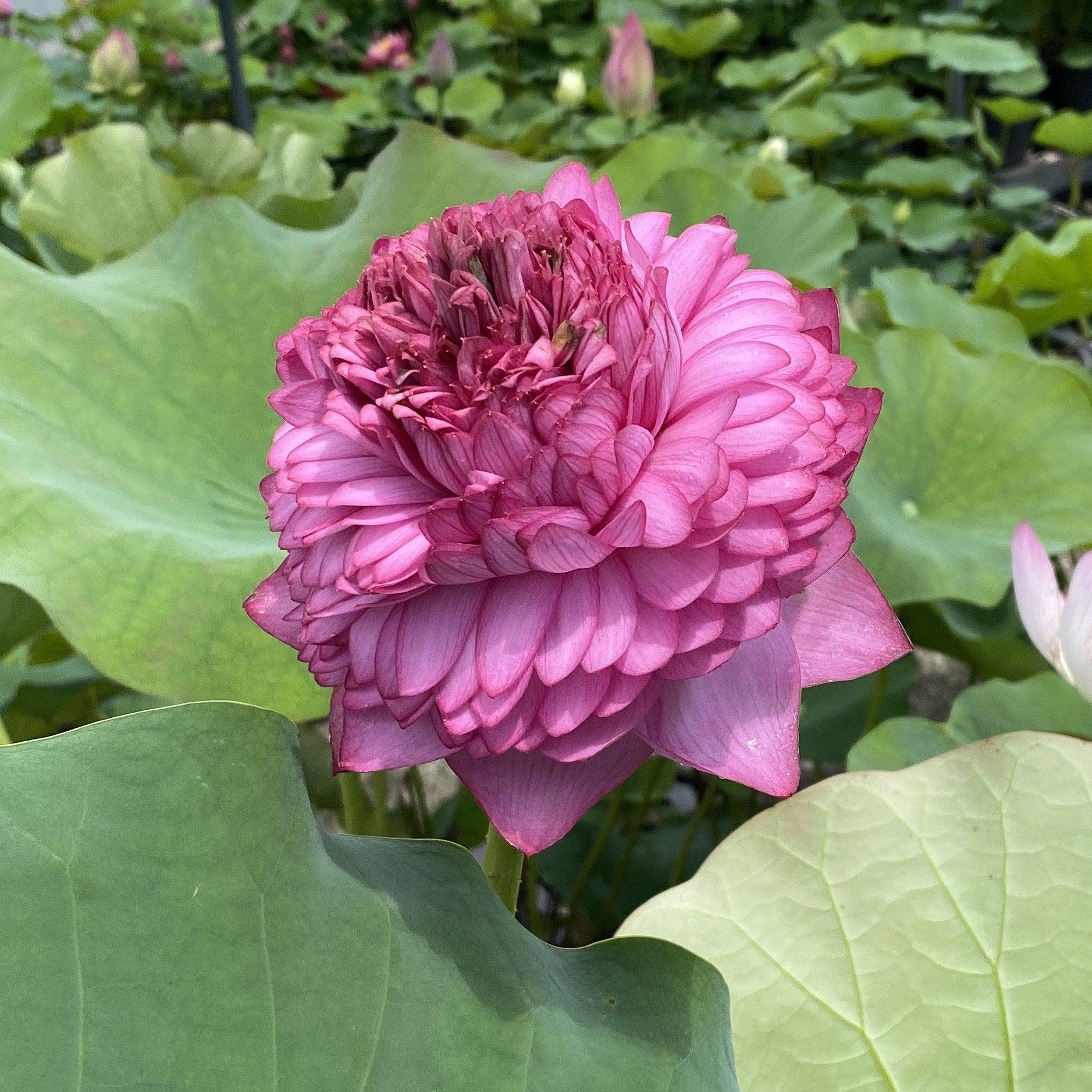 Ultimate Thousand Petals Lotus (Bare Root) - Globalnestes