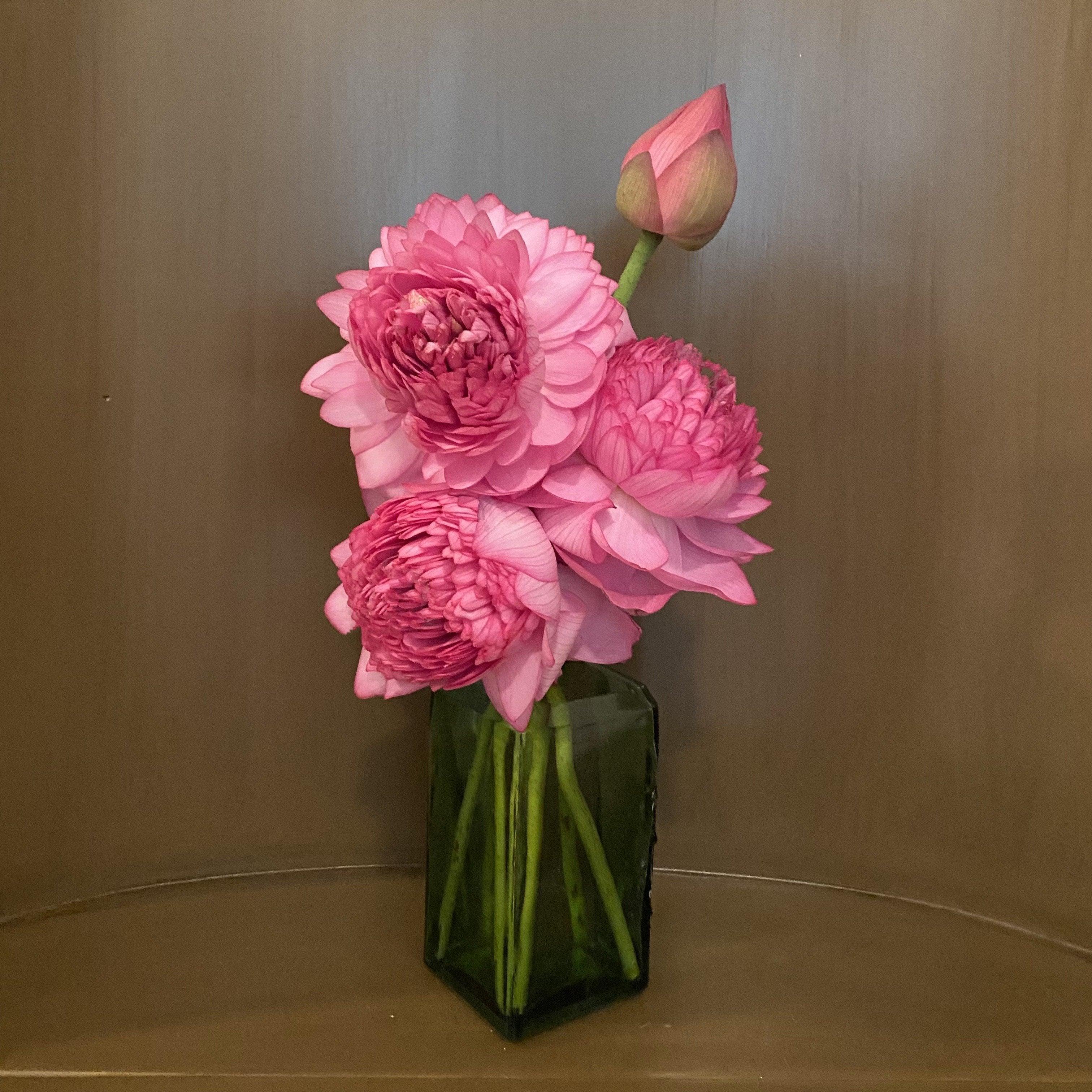 Ultimate Thousand Petals Lotus (Bare Root) - Globalnestes