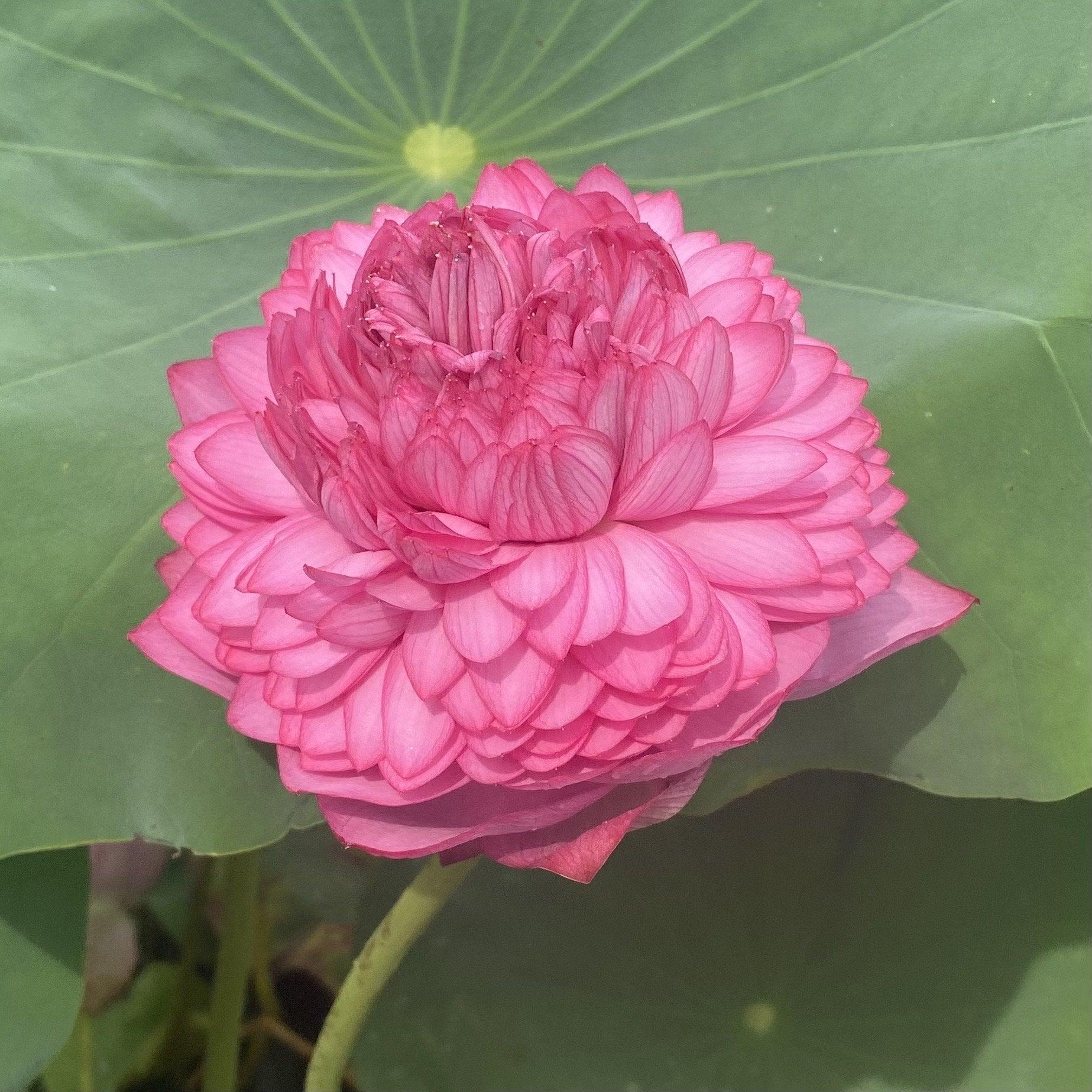 Ultimate Thousand Petals Lotus (Bare Root) - Globalnestes