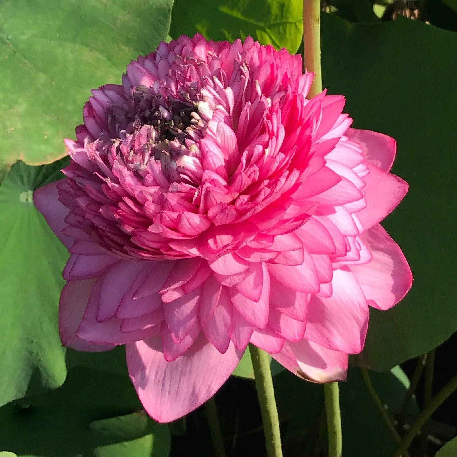 Ultimate Thousand Petals Lotus (Bare Root) - Globalnestes