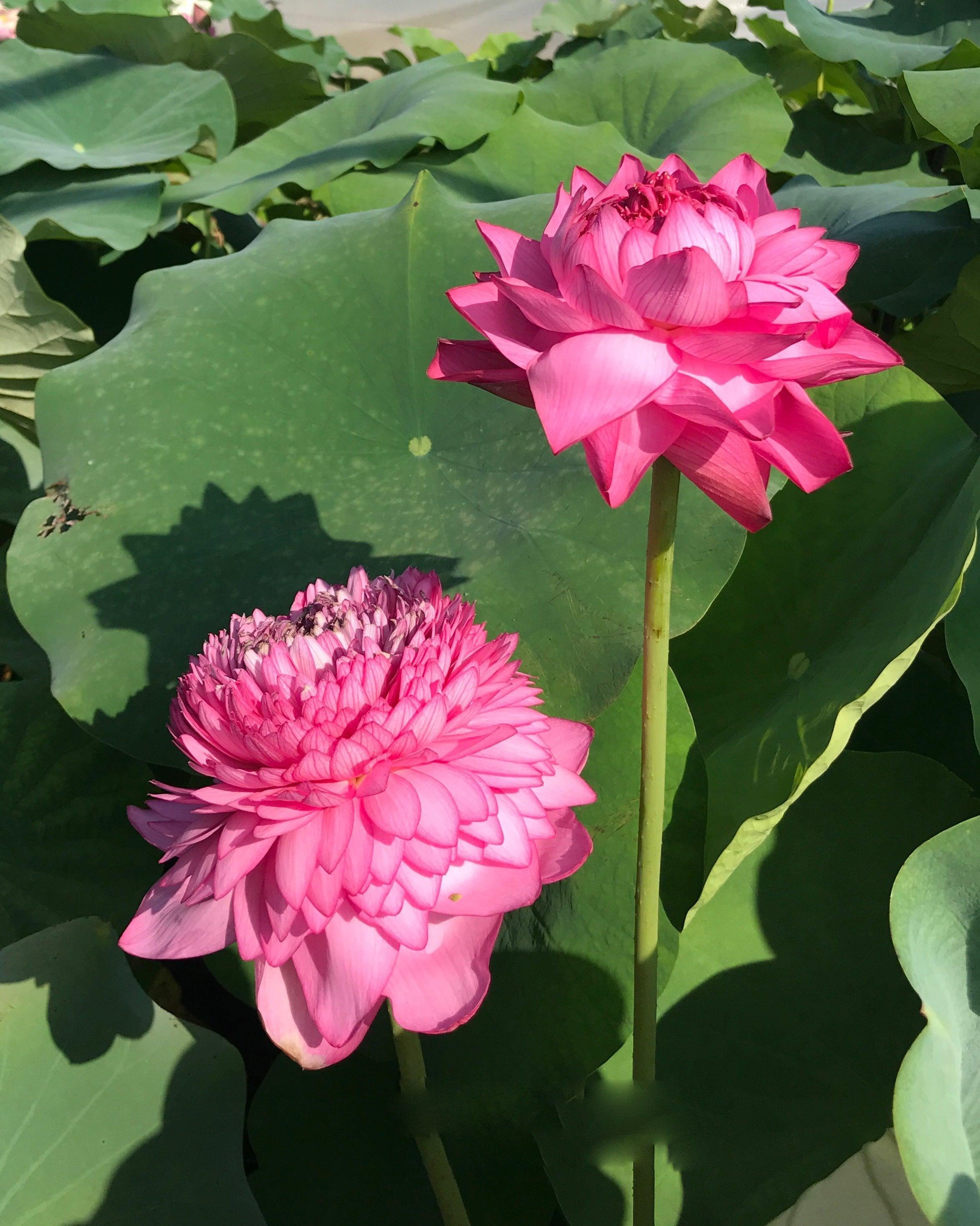Ultimate Thousand Petals Lotus (Bare Root) - Globalnestes