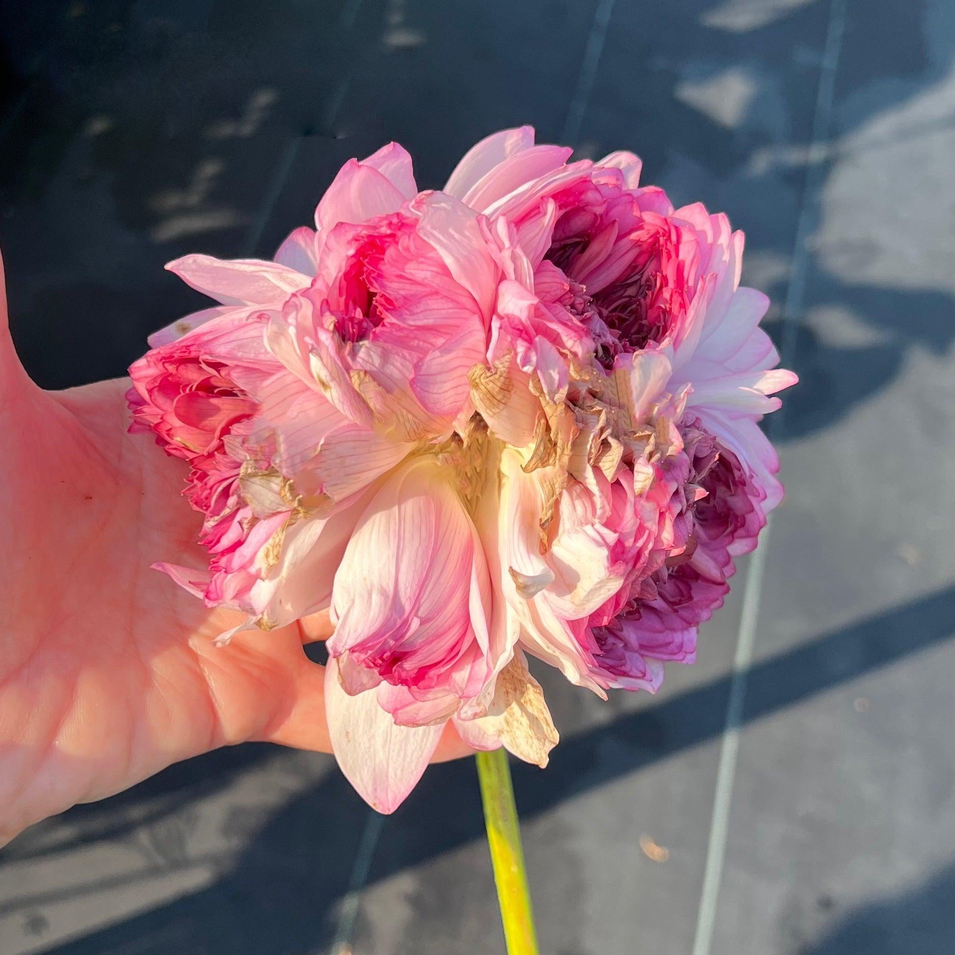 Ultimate Thousand Petals Lotus (Bare Root) - Globalnestes