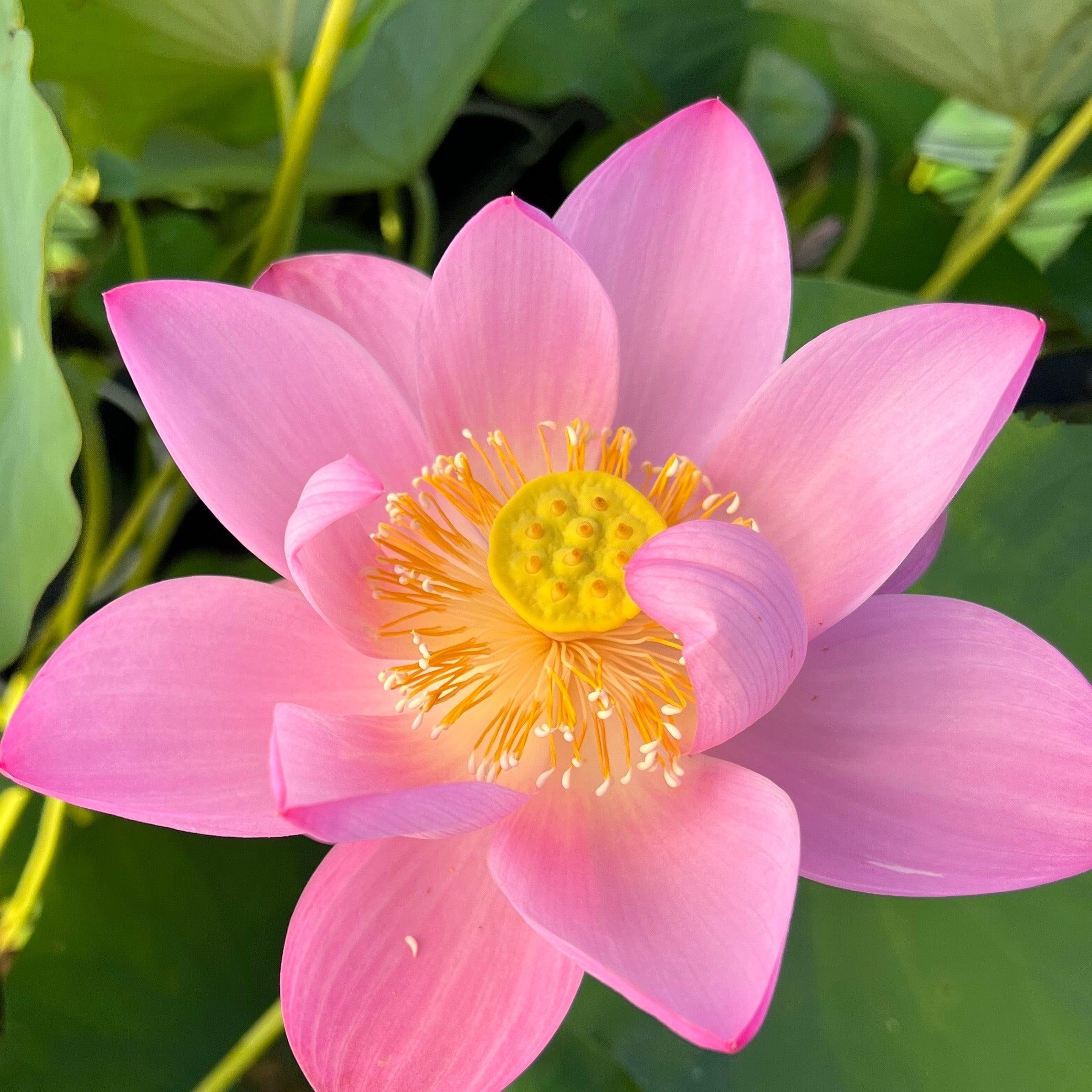 Walker Bradford - Amazing Color Lotus (Bare Root) - Globalnestes