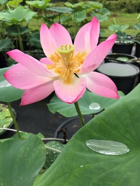 Walker Bradford - Amazing Color Lotus (Bare Root) - Globalnestes