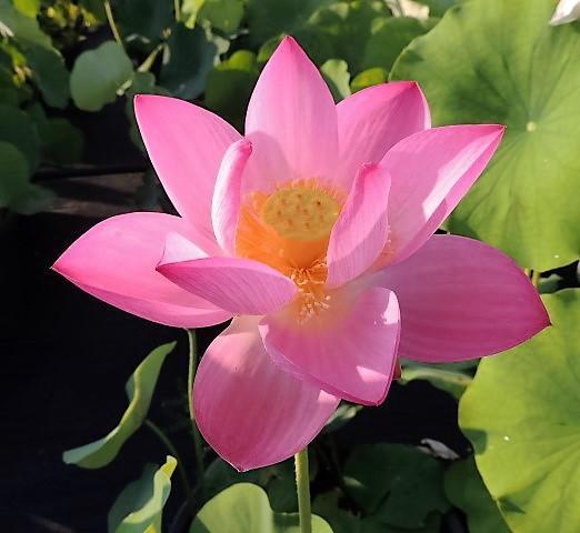 Walker Bradford - Amazing Color Lotus (Bare Root) - Globalnestes