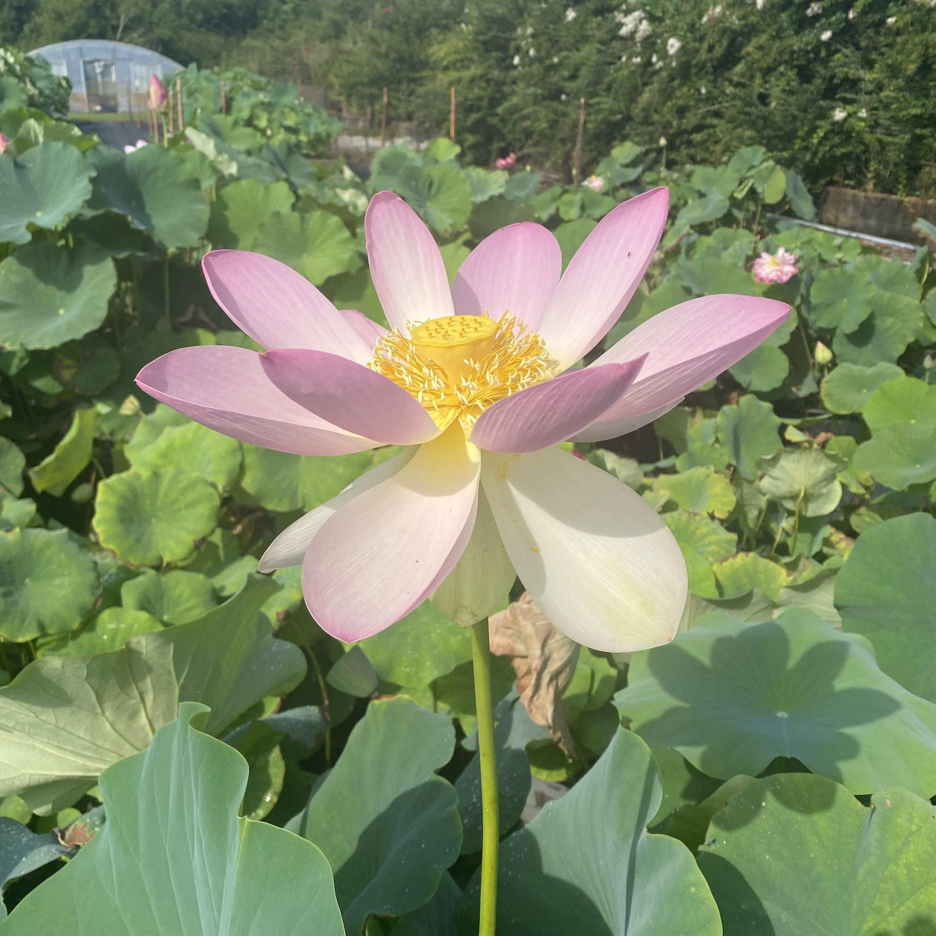 Walker Bradford - Amazing Color Lotus (Bare Root) - Globalnestes