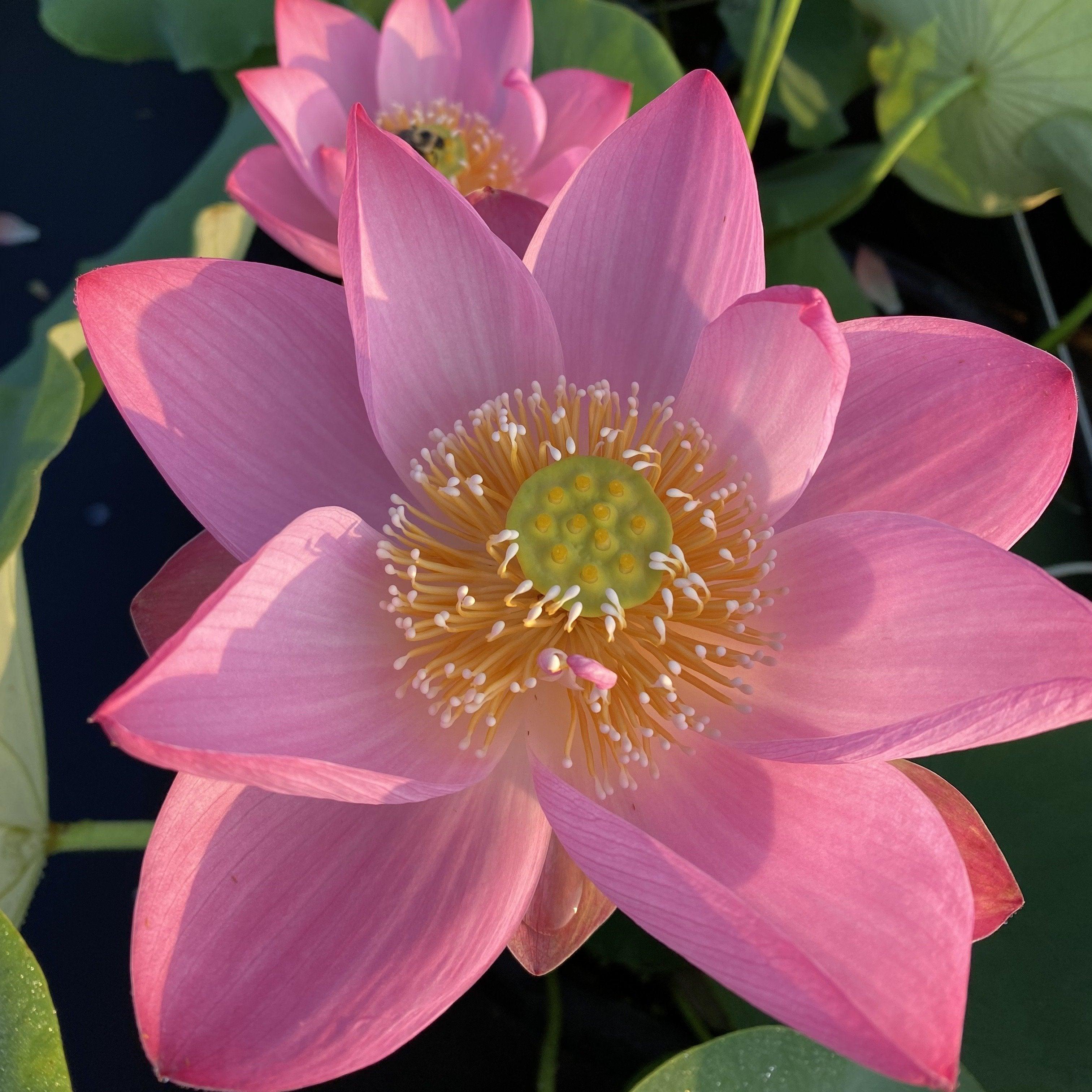 Walker Bradford - Amazing Color Lotus (Bare Root) - Globalnestes